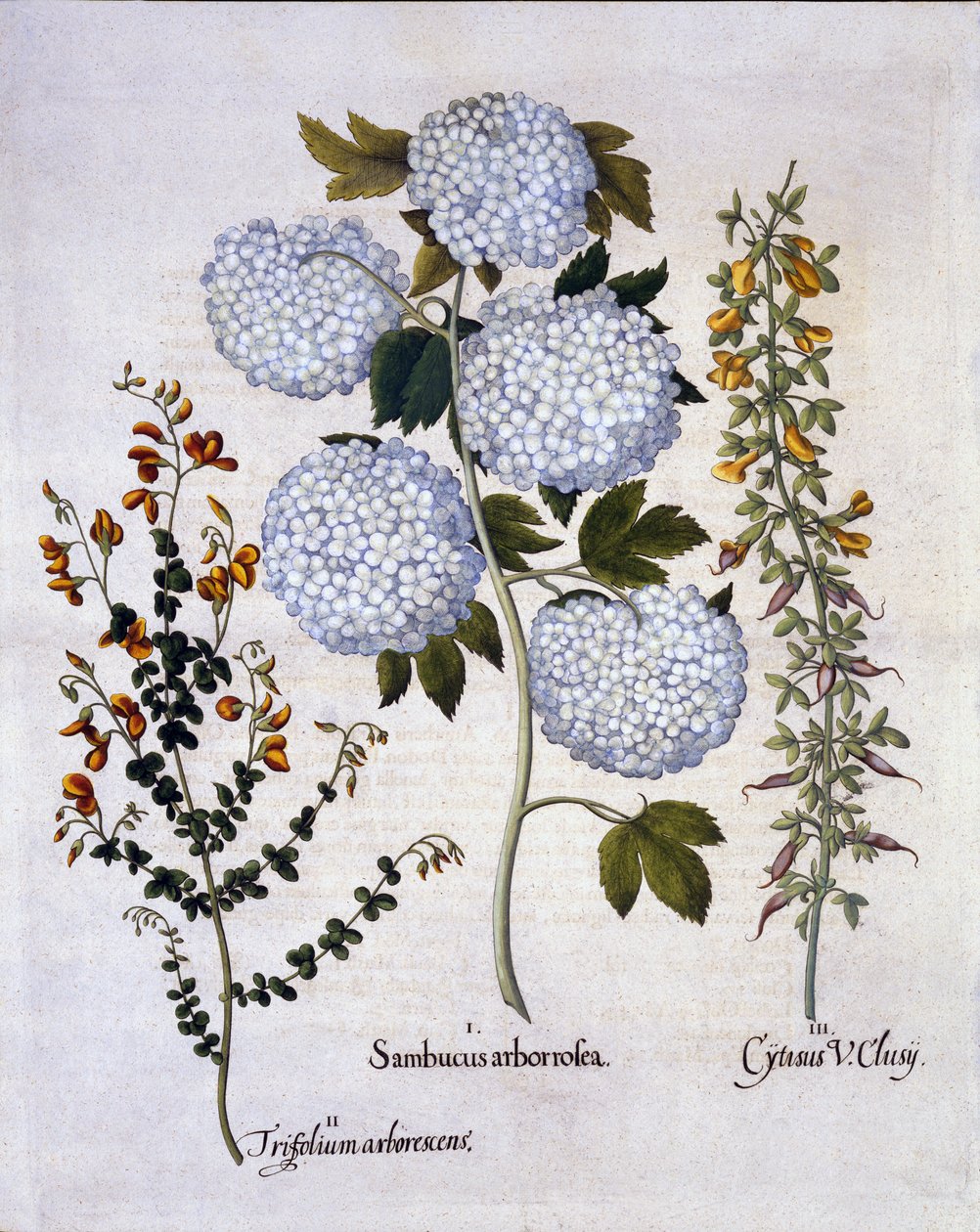 Snowball Viburnum，花园扫帚，低成长的高山扫帚，来自Hortus Eystettensis，由Basil Besler（1561-1629），酒吧。 1613（手工雕刻） 作者 德国学校