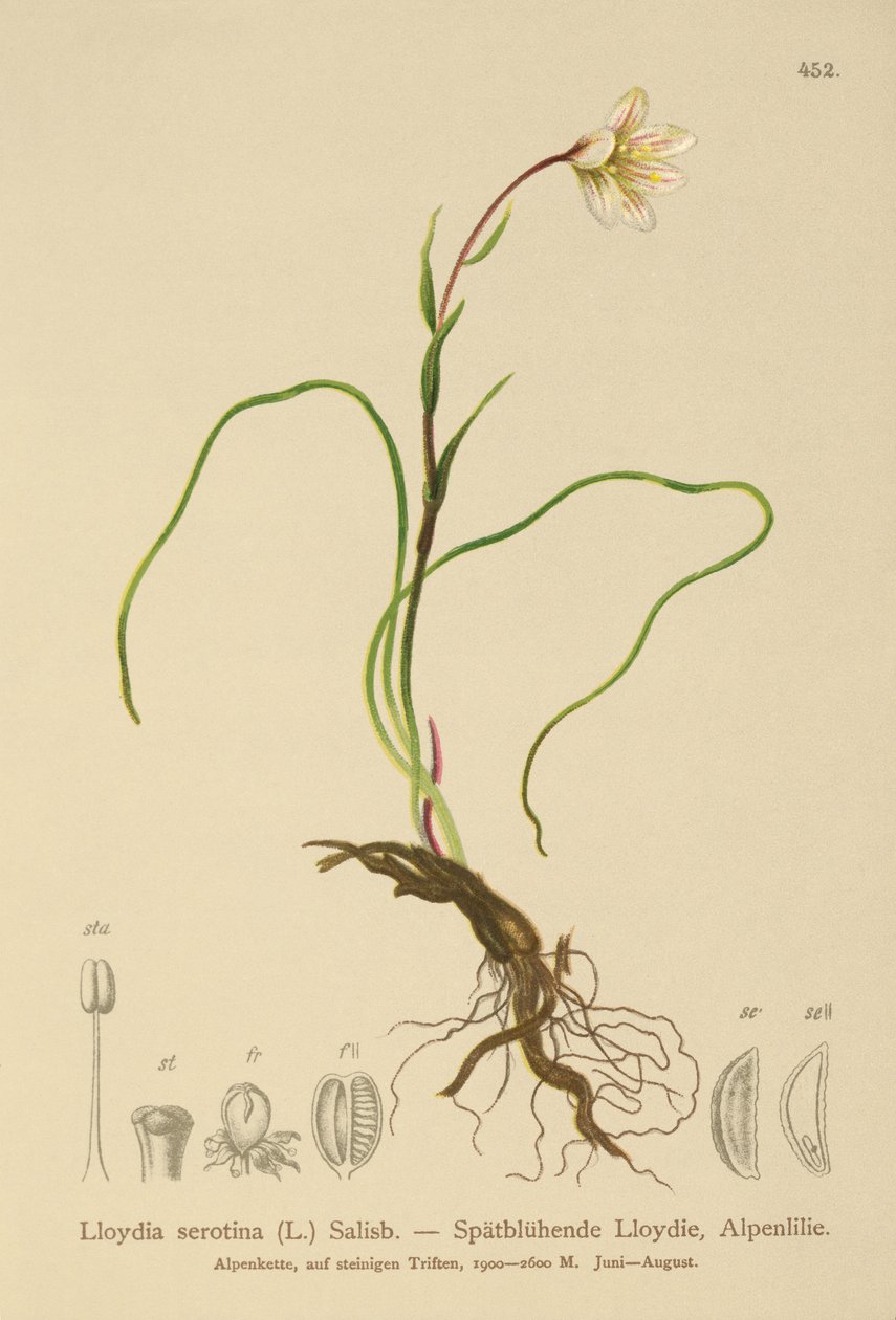 斯诺登莉莉（Lloydia serotina，Gagea serotina，Lloydia alpina，Lloydia striata） 作者 德国学校