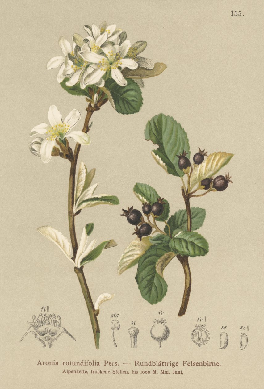Snowy Mespilus（Aronia rotundifolia，Amelanchier ovalis） 作者 德国学校