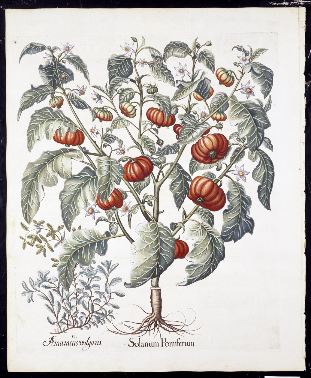 来自Hortus Eystettensis的Solanum Pomiferum by Basil Besler（1561-1629）pub 1613（手工彩色雕刻） 作者 德国学校