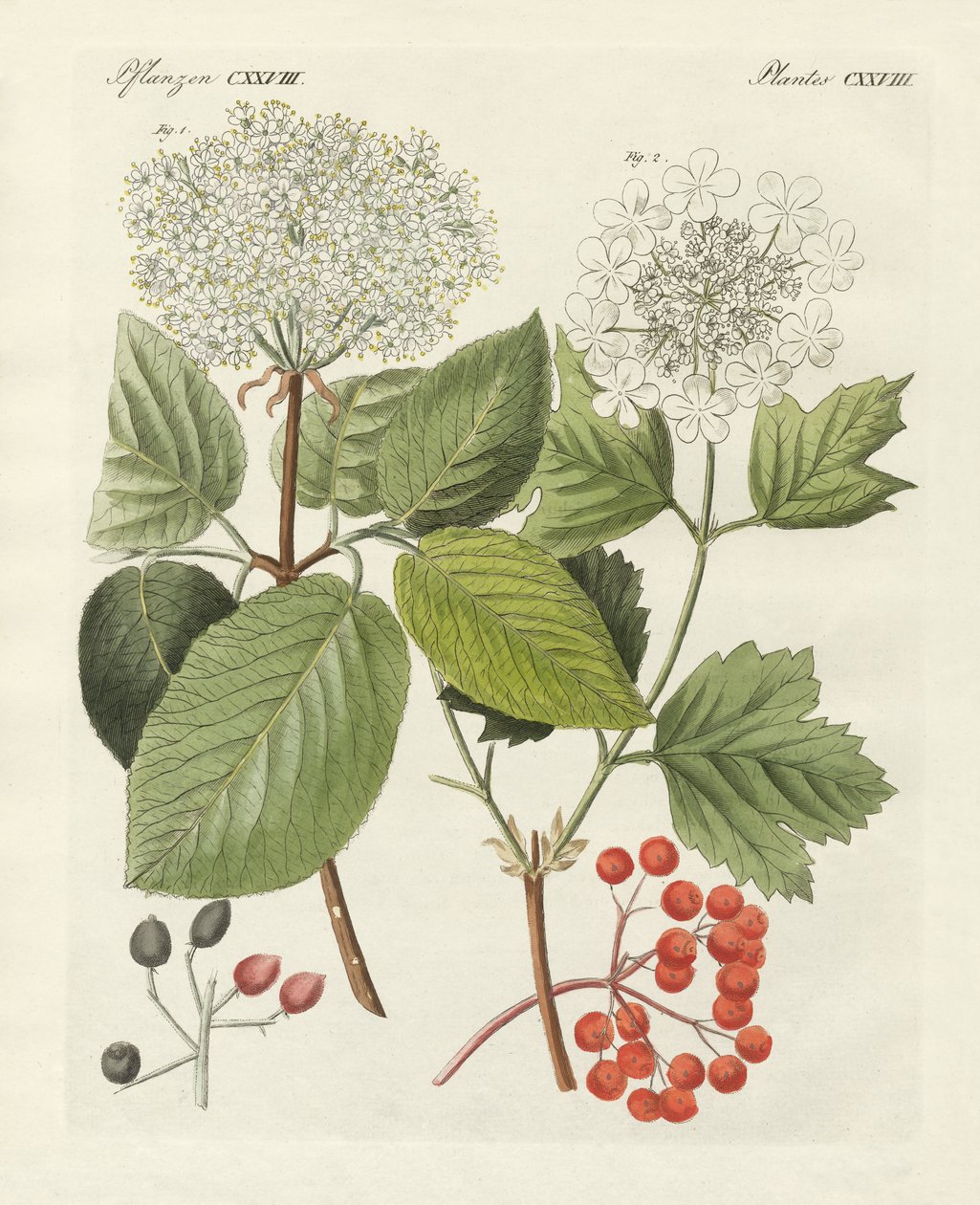 某些种类的 guelder 玫瑰（彩色雕刻） 作者 德国学校