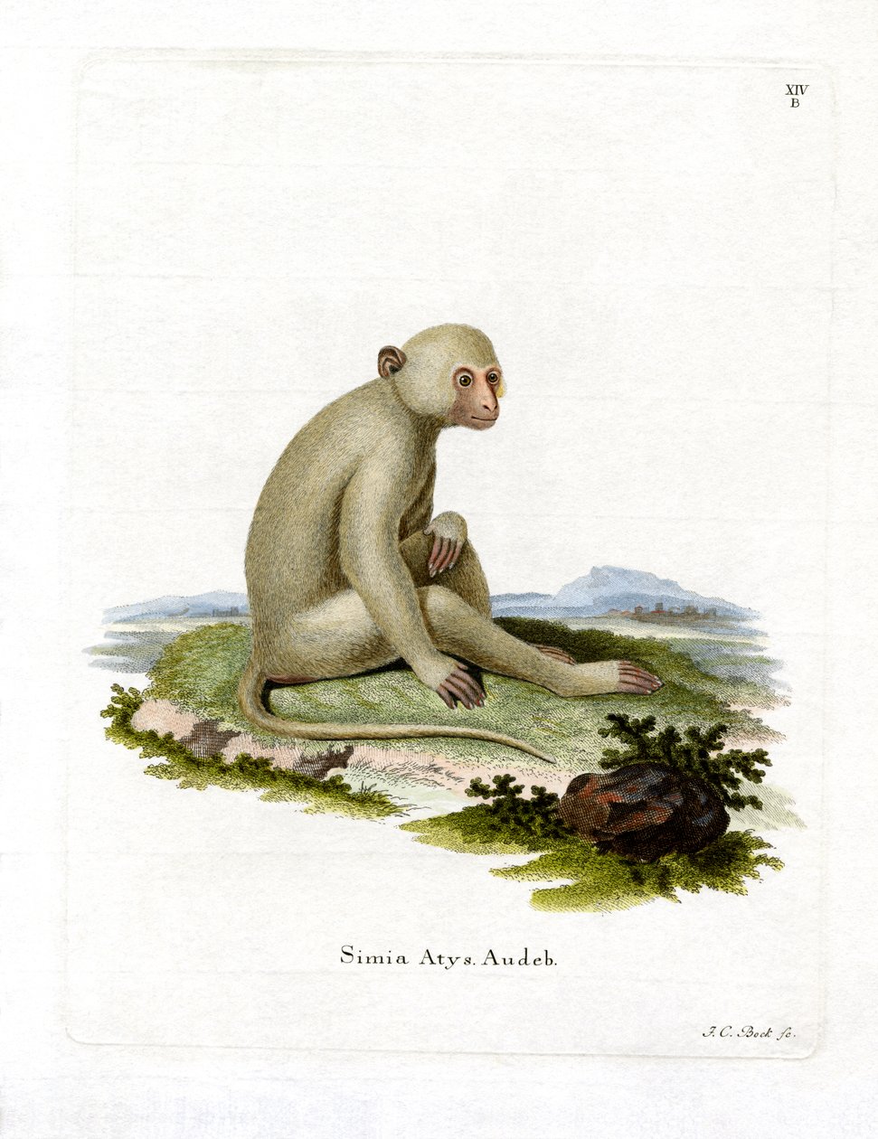 Sooty Mangabey（彩色雕刻） 作者 德国学校