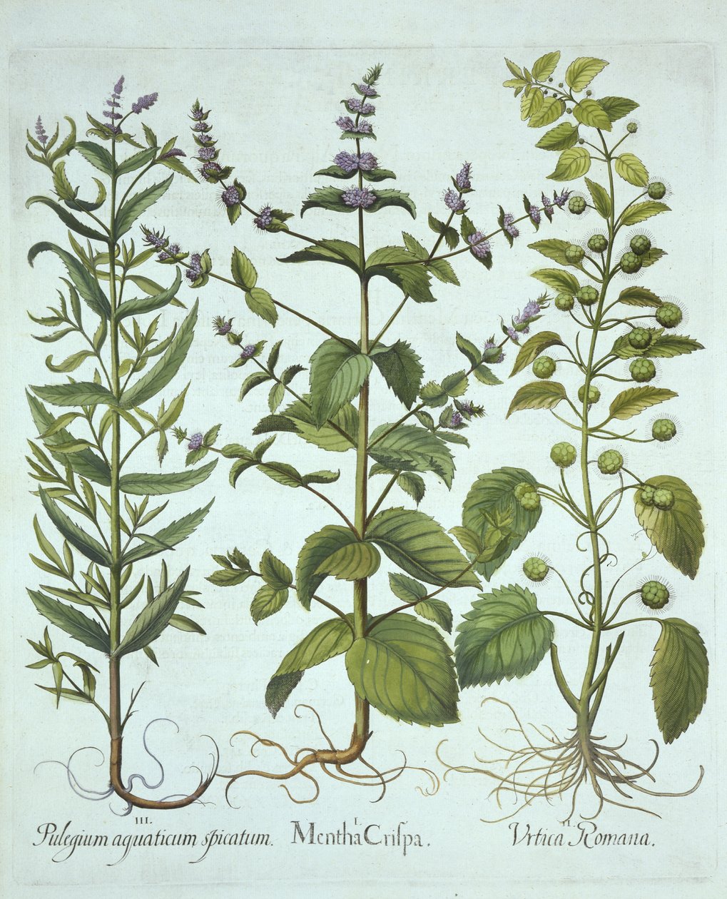 留兰香，罗马荨麻和Long-Leaved Horsemint，来自Hortus Eystettensis，由Basil Besler（1561-1629），酒吧。 1613（手工雕刻） 作者 德国学校
