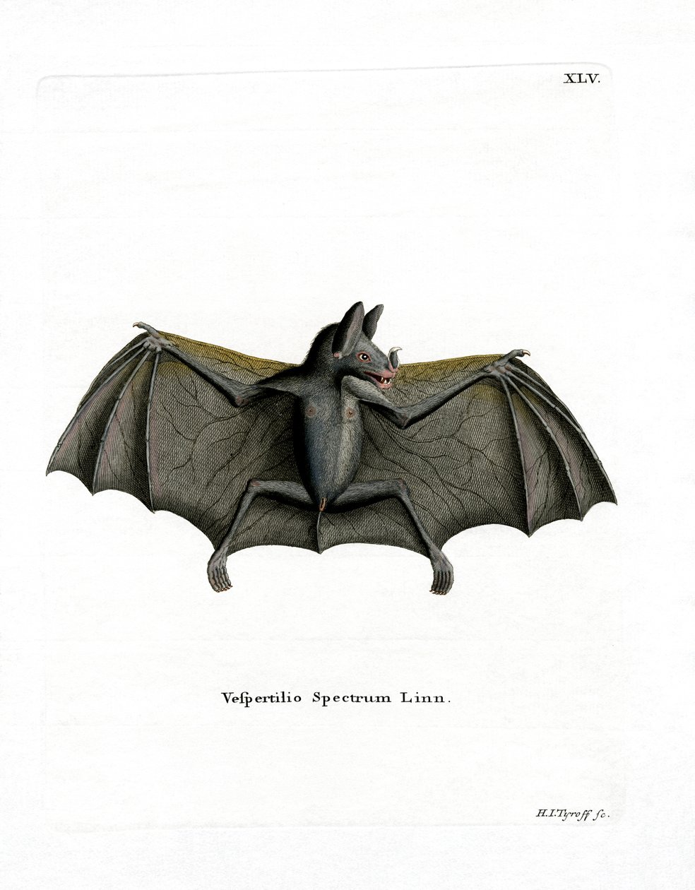Spectral Bat（彩色雕刻） 作者 德国学校