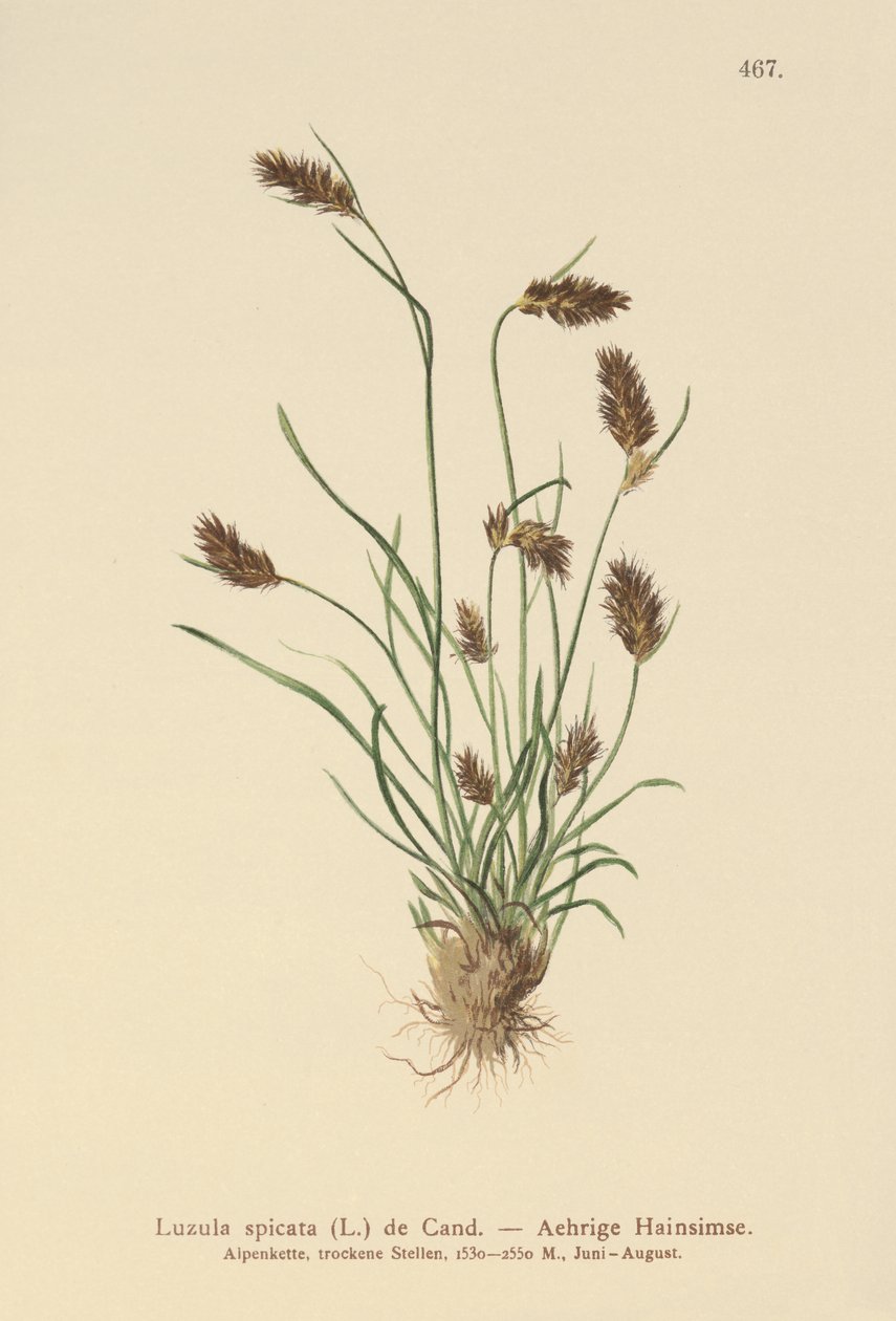 尖刺的Woodrush（Luzula spicata） 作者 德国学校