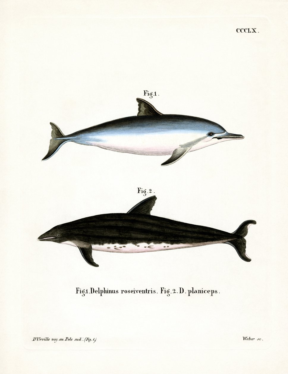 Spinner Dolphin（彩色雕刻） 作者 德国学校