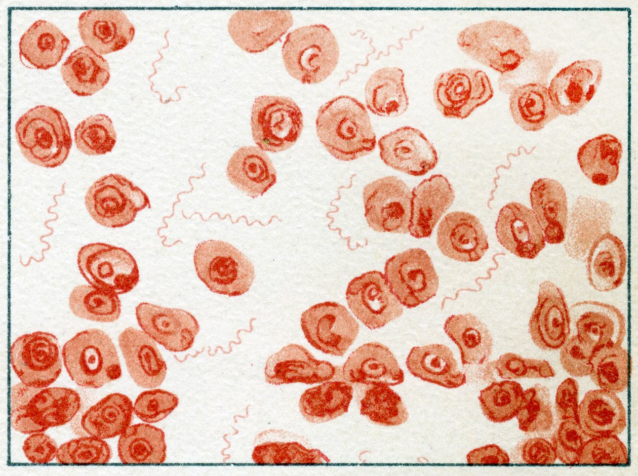 Spirillum细菌c.1890 作者 德国学校