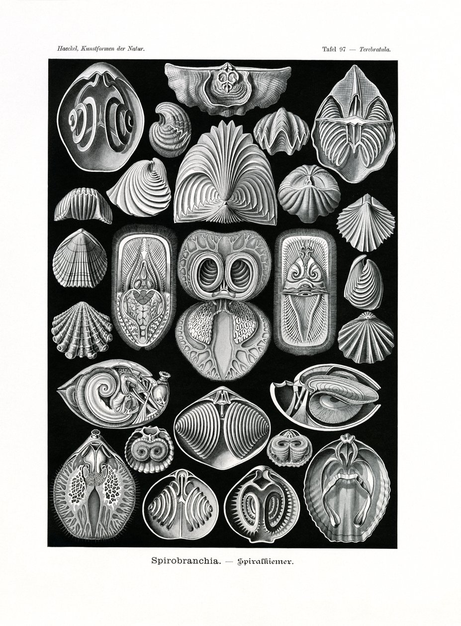 Spirobranchia，1899-1904 作者 德国学校