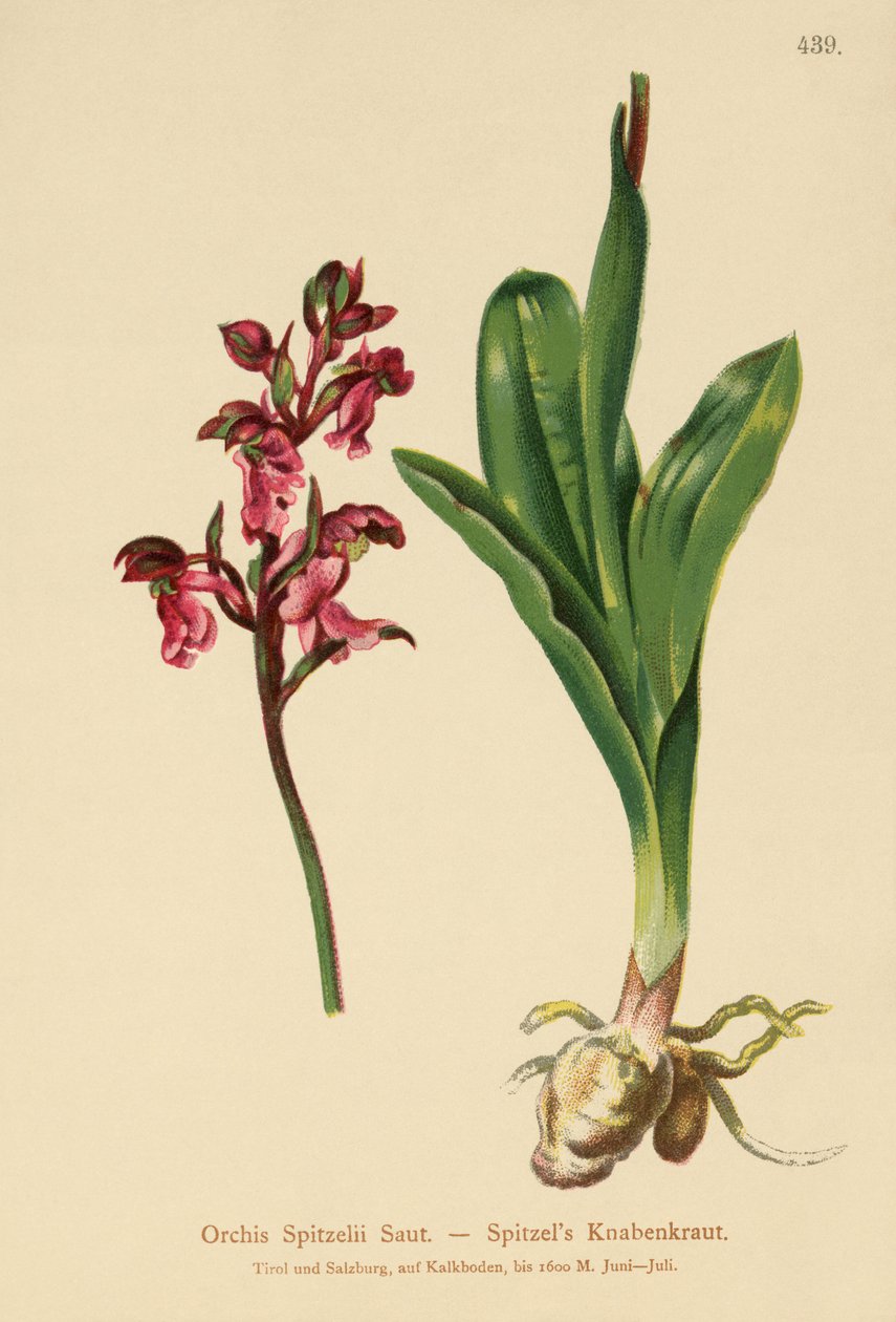 斯派克的兰花（Orchis spitzelii） 作者 德国学校