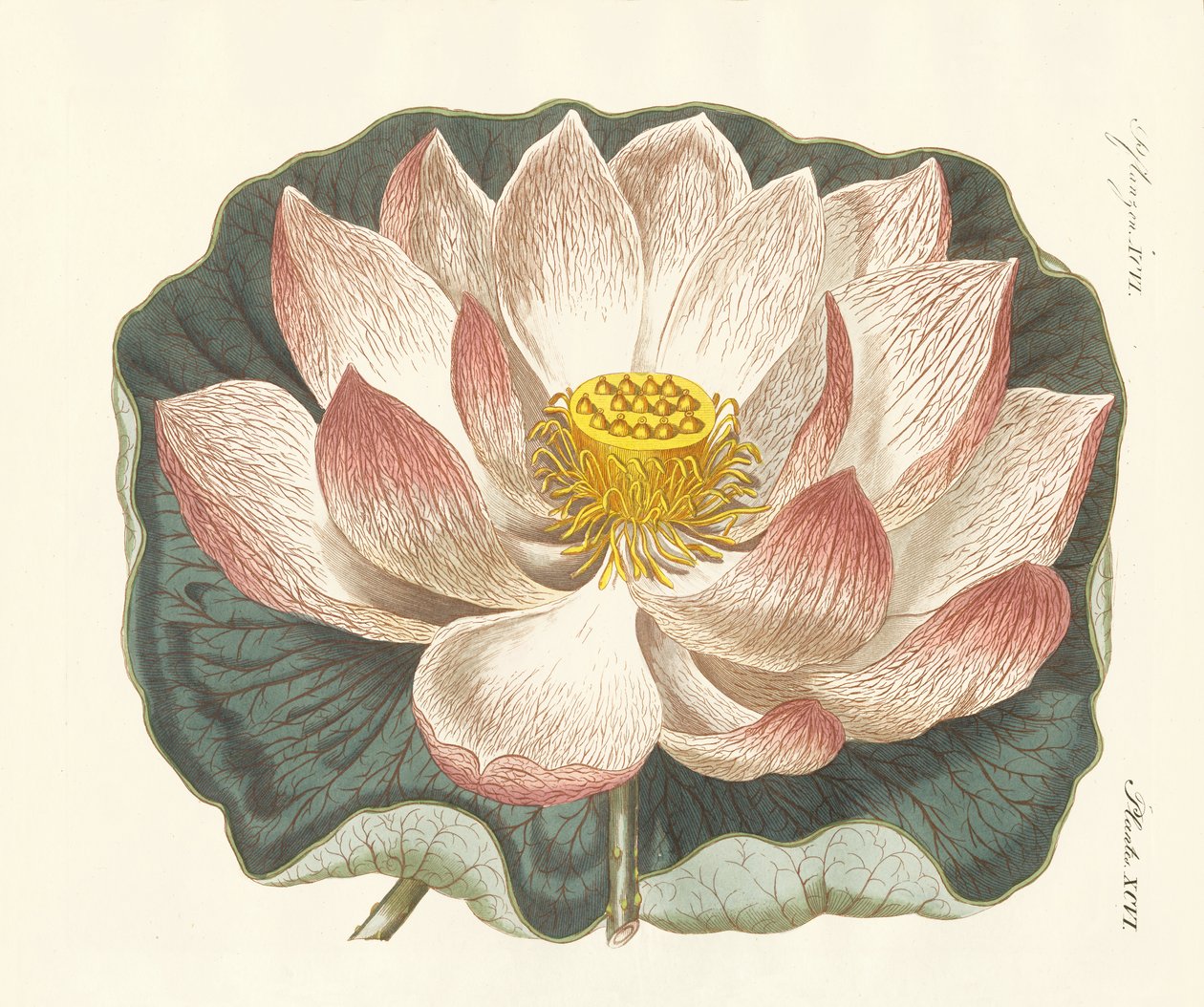 灿烂的花朵 作者 德国学校