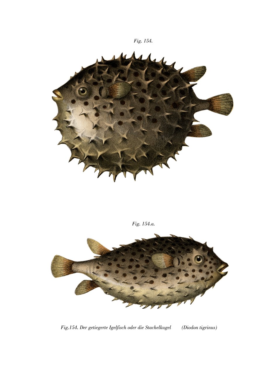 Spotfin Burrfish（彩色石版画） 作者 德国学校