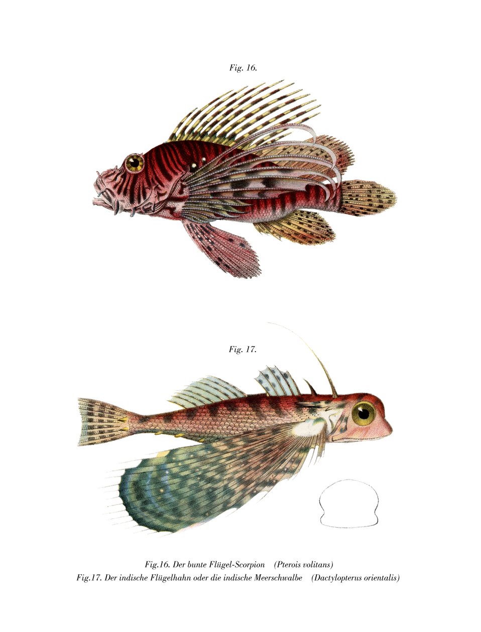 斑鳍狮鱼（彩色印刷品 作者 德国学校
