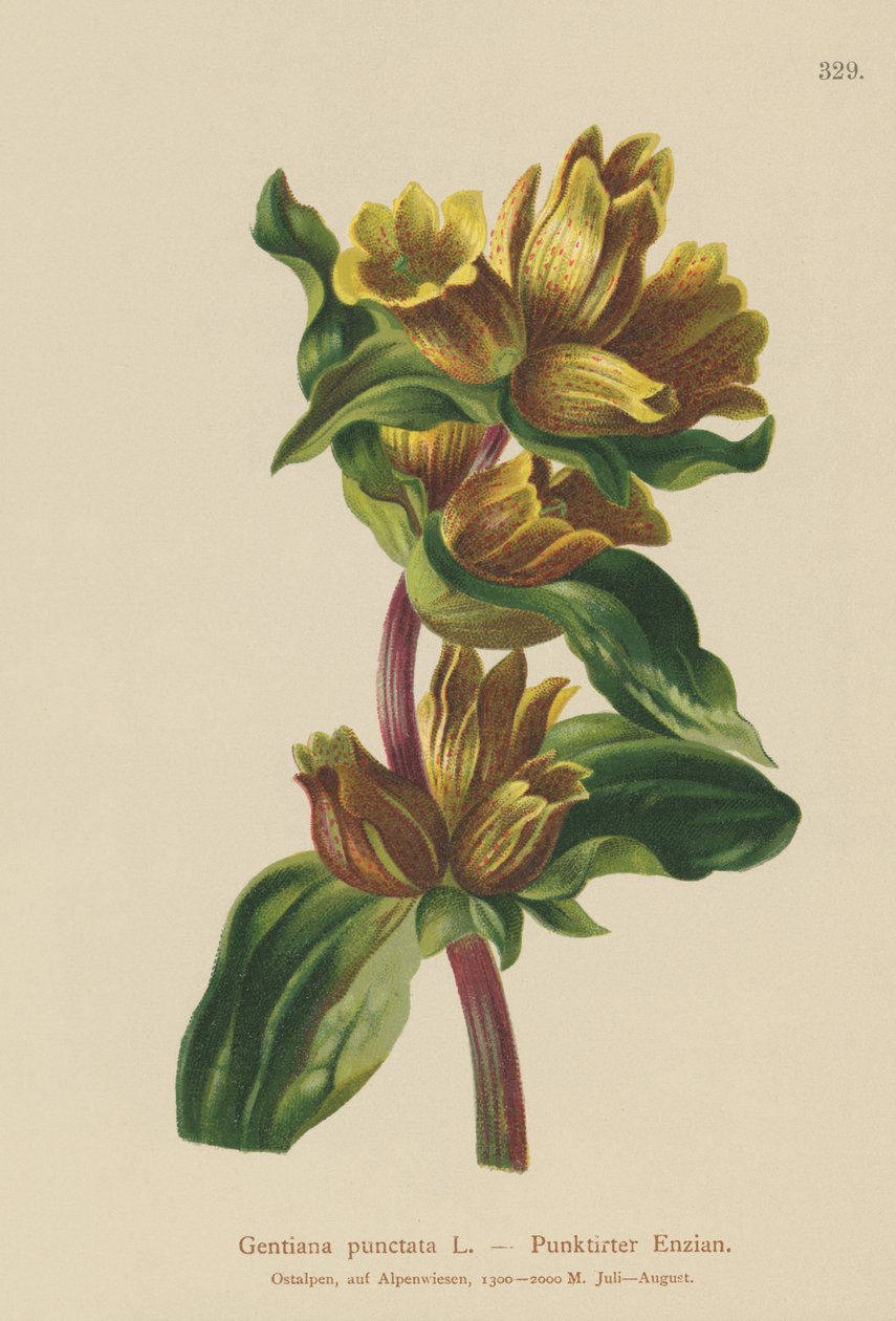 斑点龙胆（Gentiana punctata） 作者 德国学校