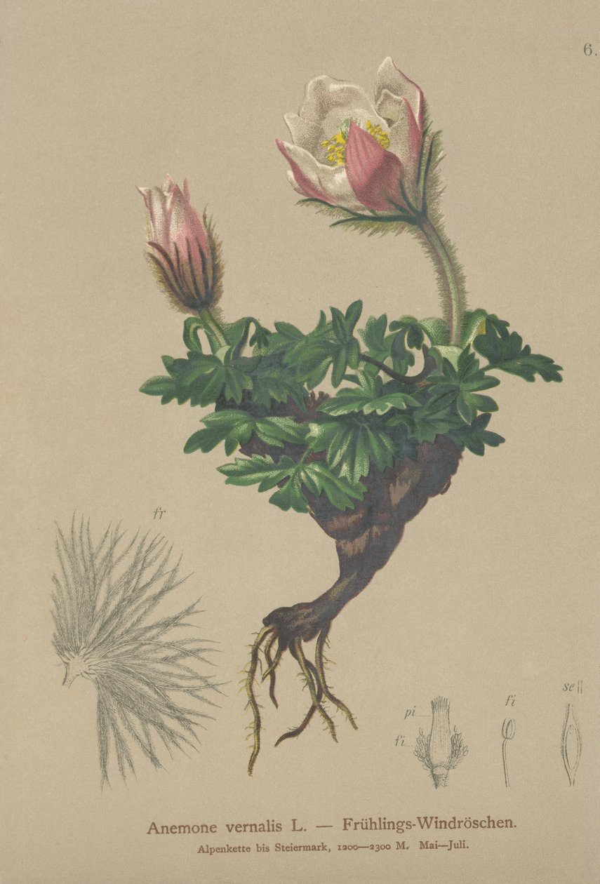 春天银莲花（Anemone vernalis，Pulsatilla vernalis） 作者 德国学校