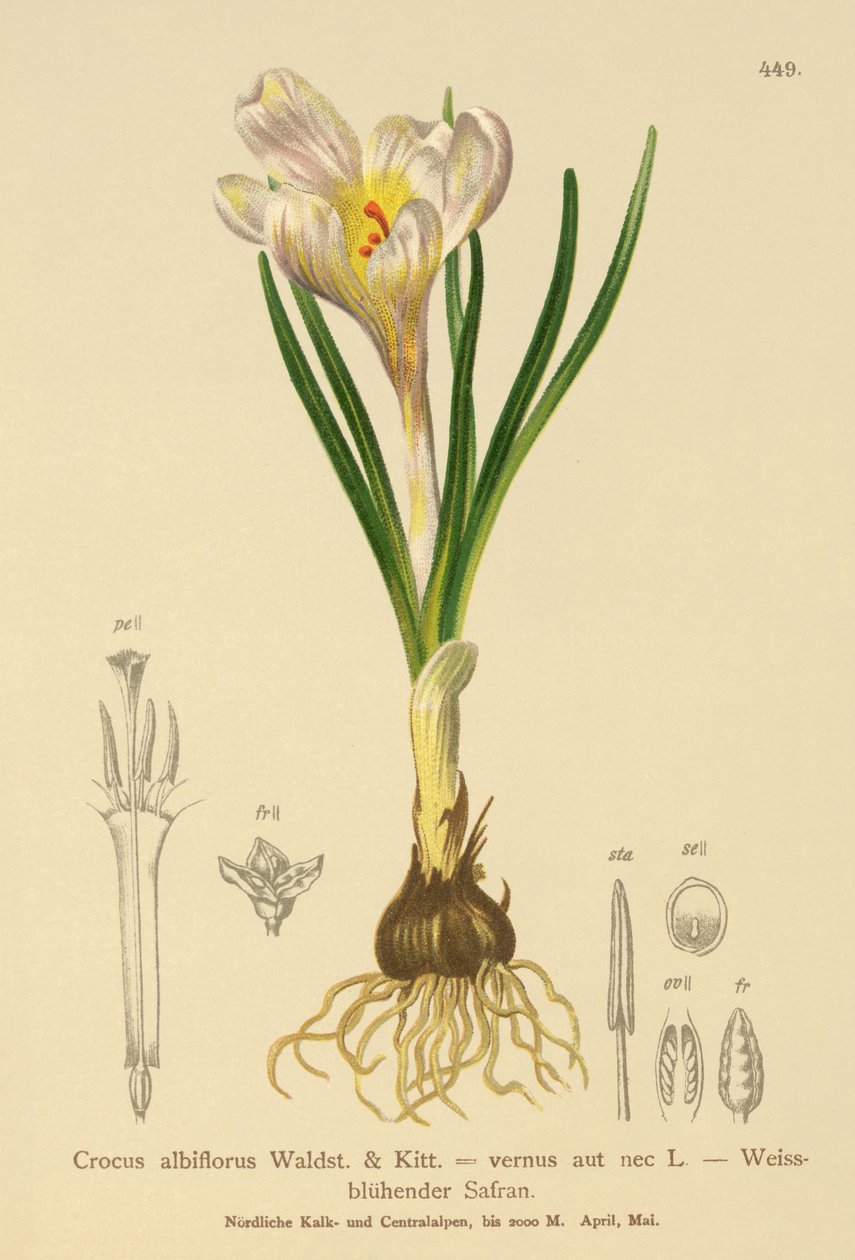春天番红花（Crocus albiflorus，Crocus vernus） 作者 德国学校