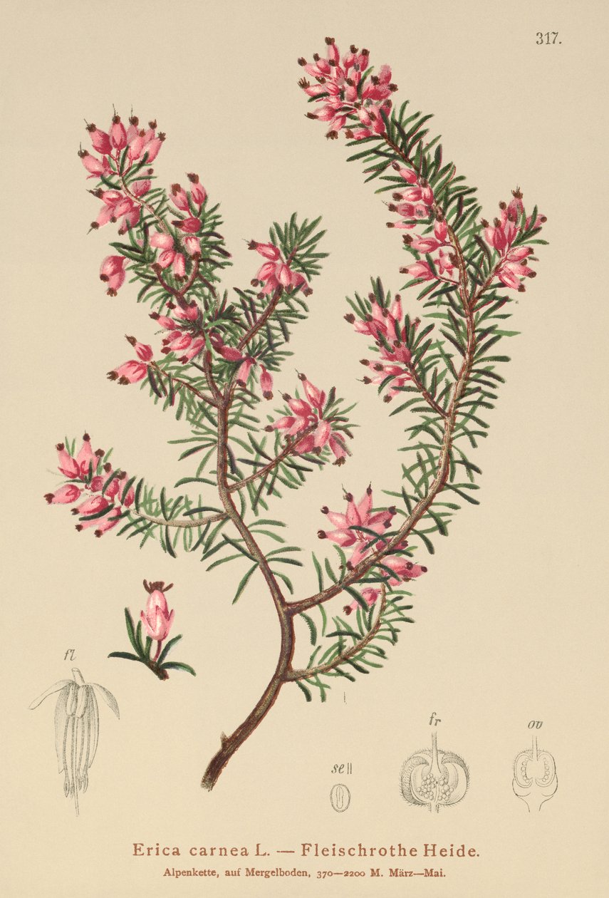 春季荒地（Erica carnea） 作者 德国学校
