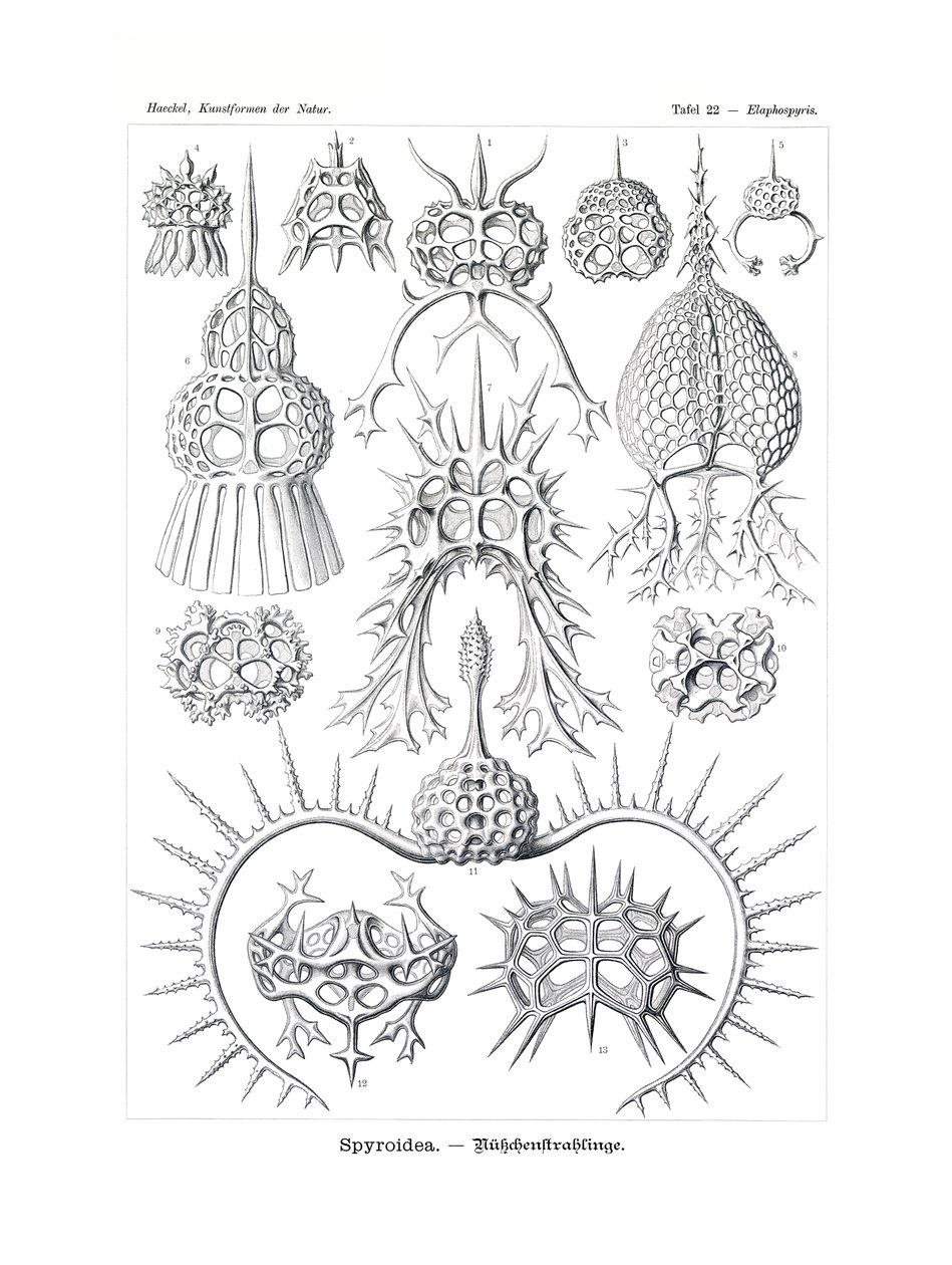 Spyroidea，1899-1904 作者 德国学校