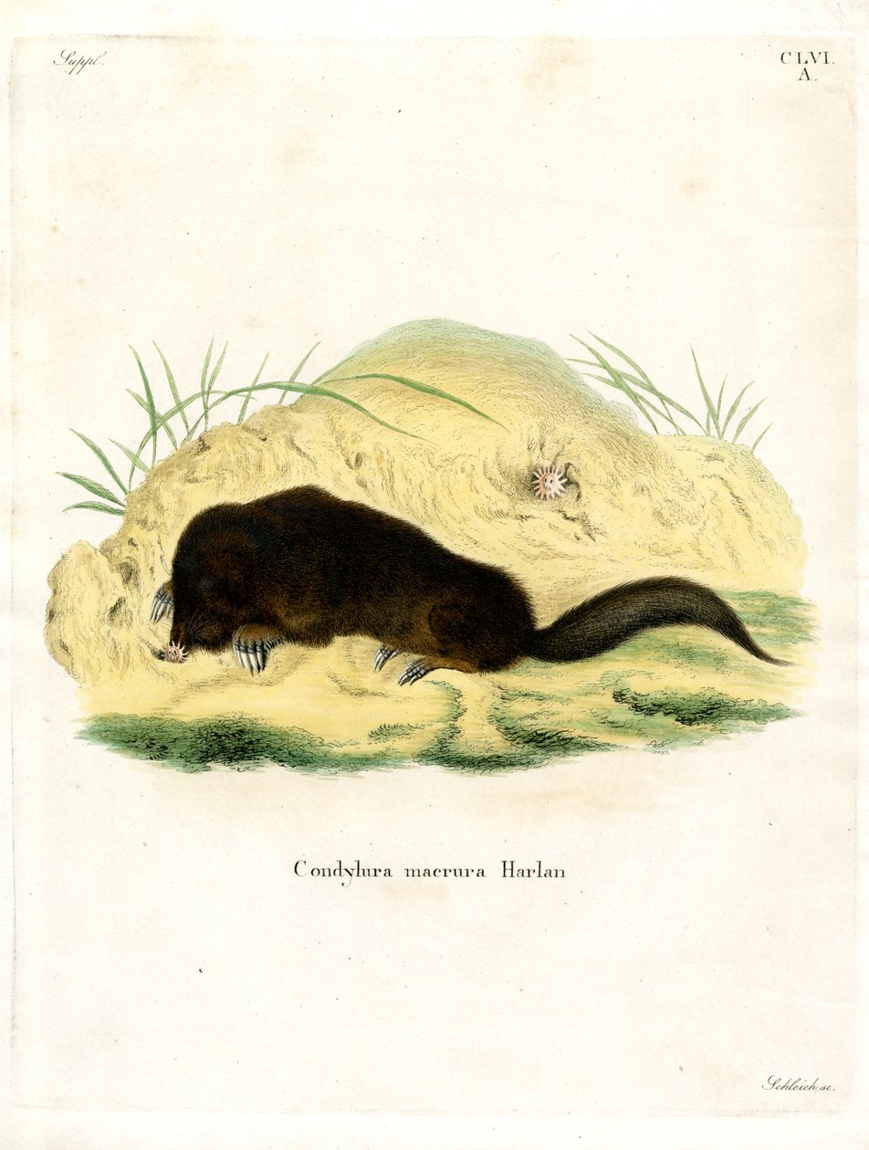 Star-nosed Mole (coloured engraving) 作者 德国学校