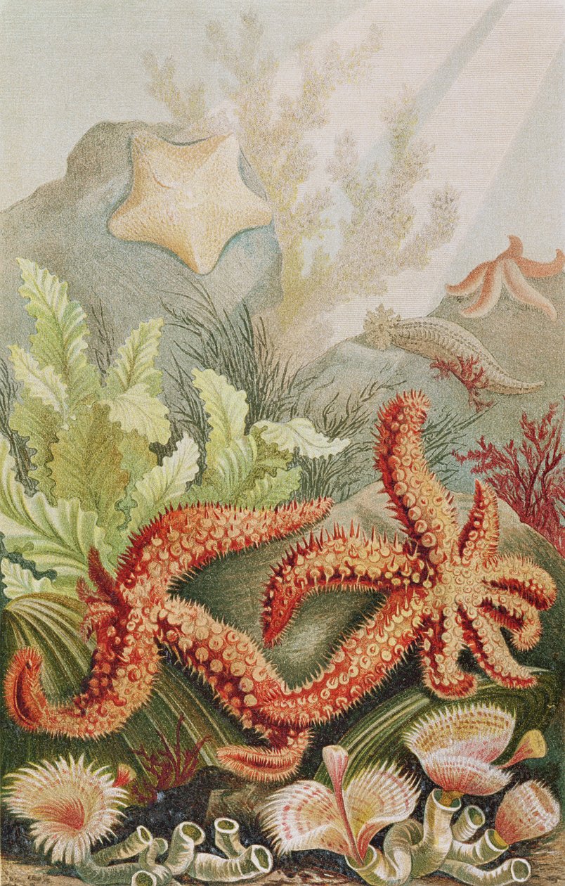 海星，来自Brehms Tierleben的记录：Allgemeine Kunde des Tierreichs，Vol.10，p.528，由Bibliographisches Institut出版，1893年 作者 德国学校