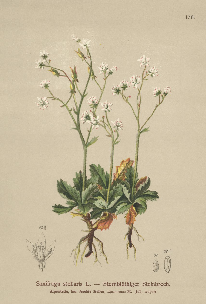 Starry Saxifrage（Saxifraga stellaris） 作者 德国学校