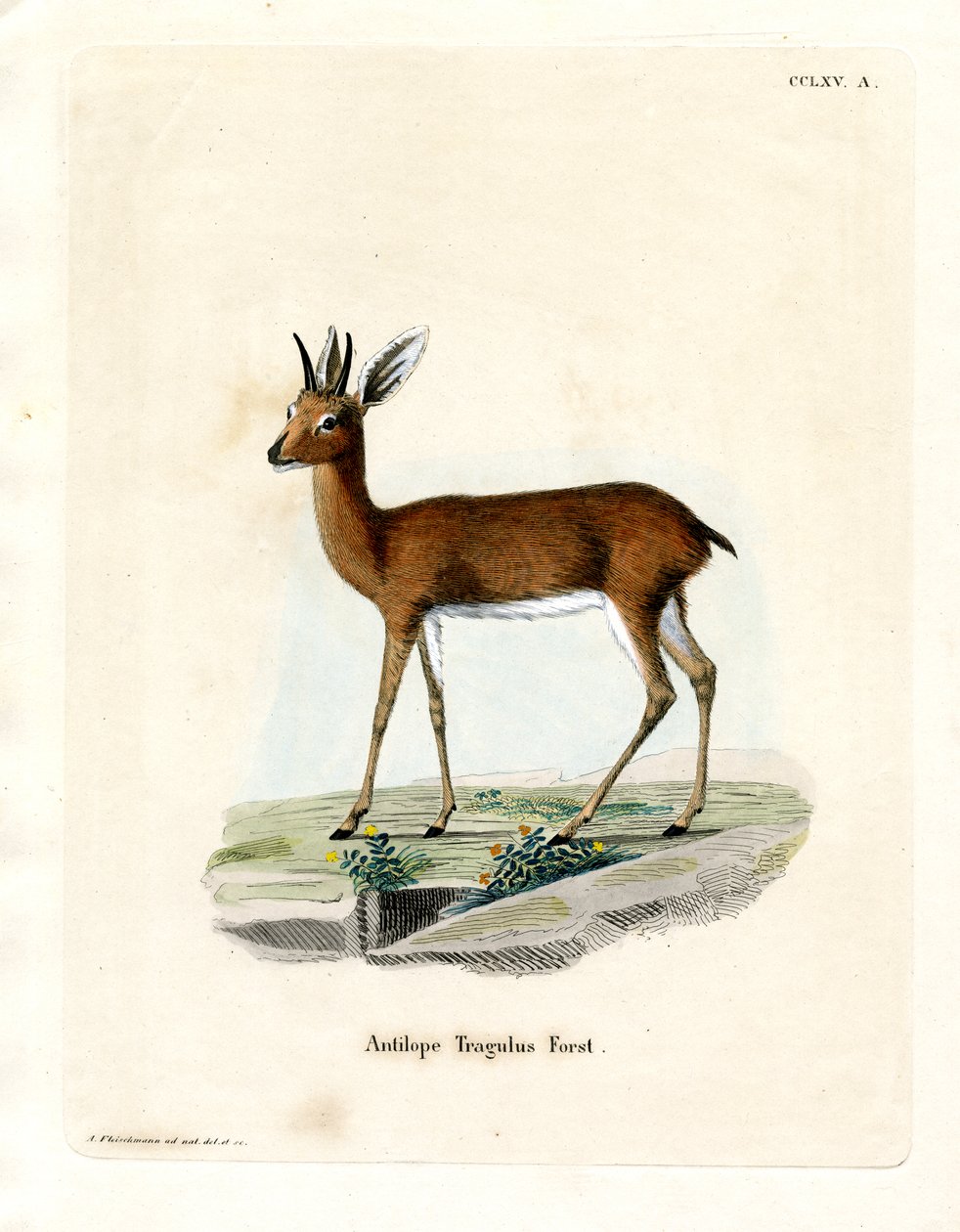 Steenbok（彩色雕刻） 作者 德国学校
