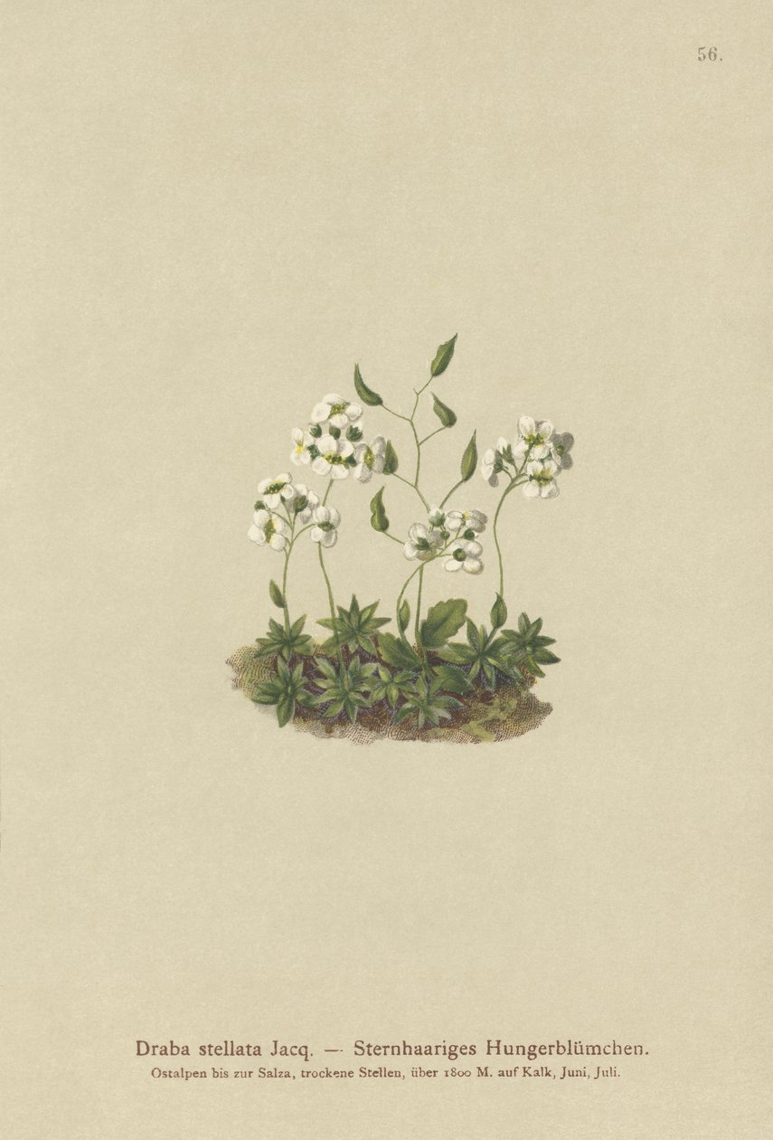 Stellated Whitlow-grass（Draba stellata） 作者 德国学校