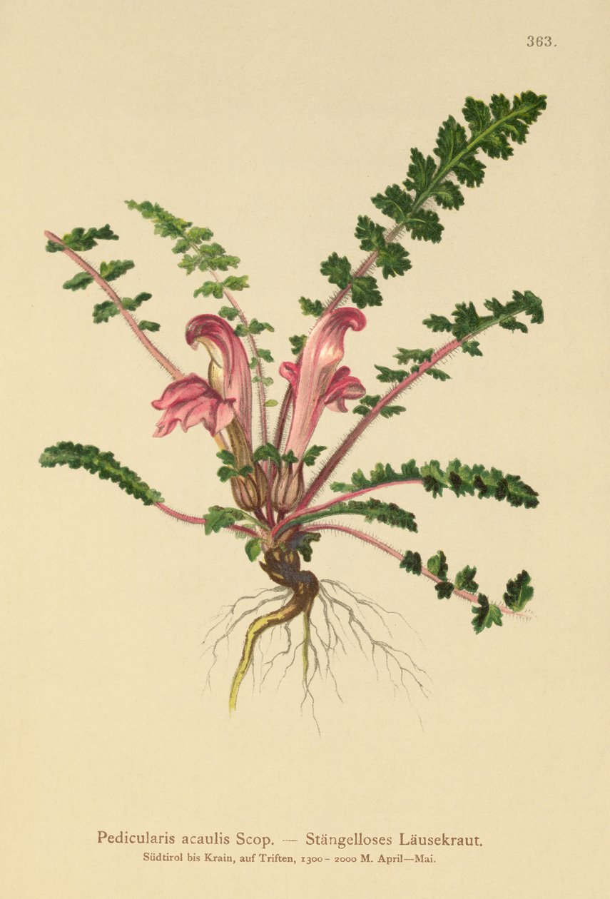 无茎Lousewort（Pedicularis acaulis） 作者 德国学校