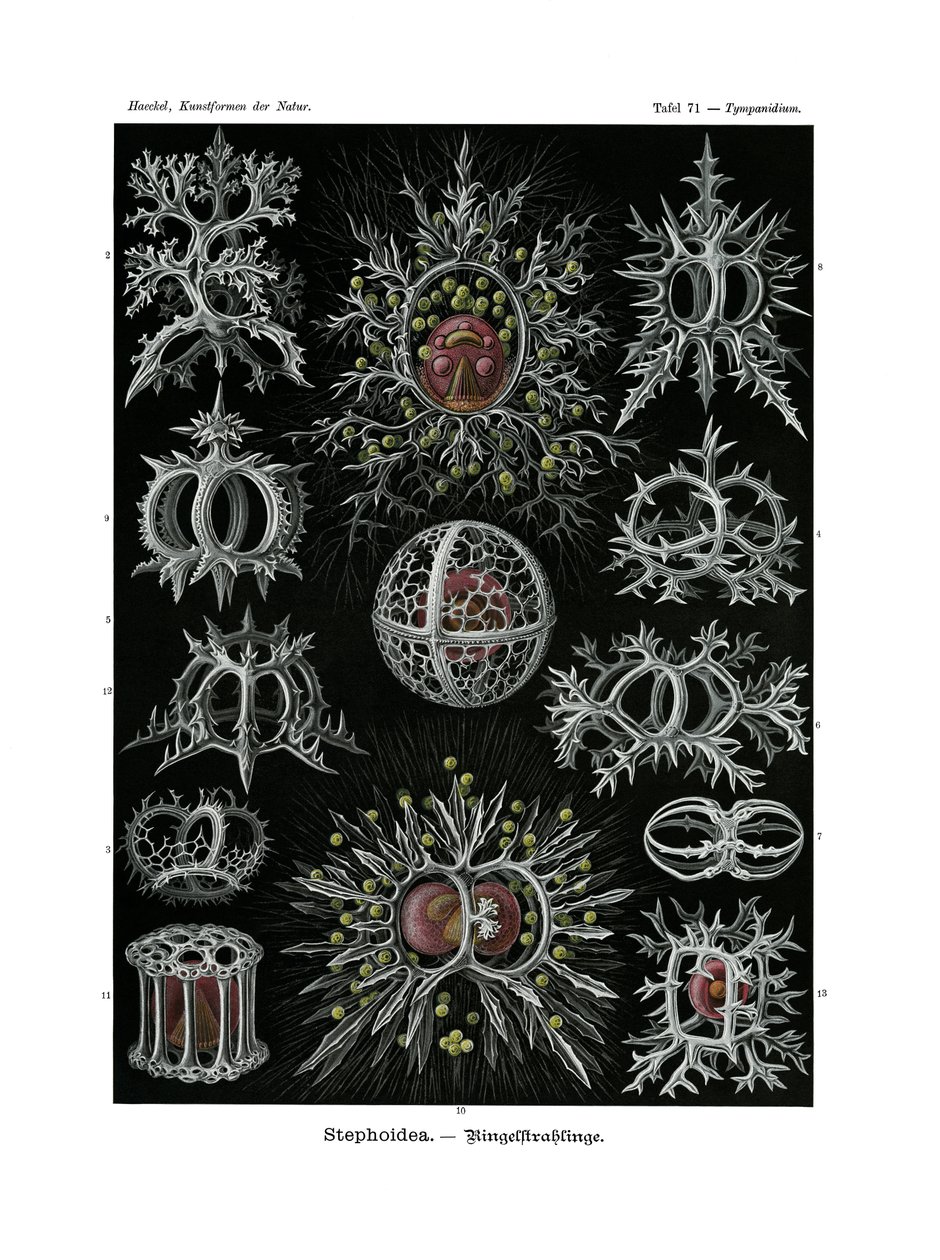Stephoidea，1899-1904 作者 德国学校