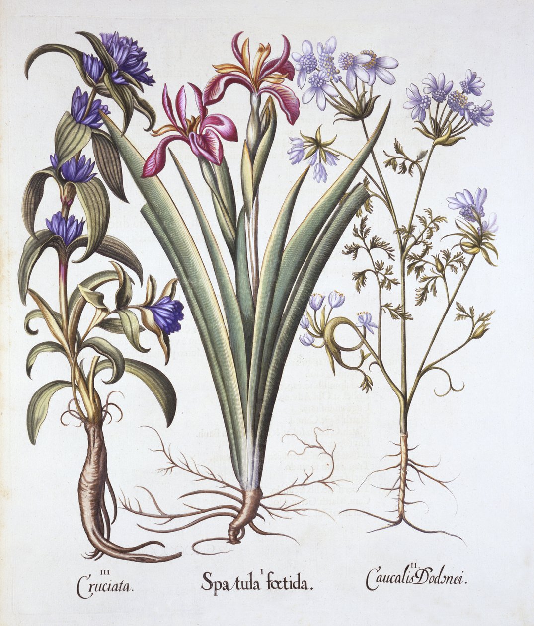 臭虫Iris，Orlaya和Crosswort Gentian，来自Hortus Eystettensis，由Basil Besler（1561-1629），酒吧。 1613（手工彩色雕刻） 作者 德国学校