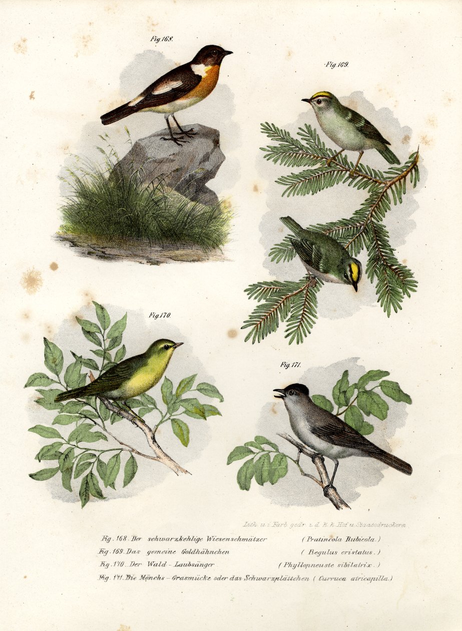 Stonechat，1864 作者 德国学校