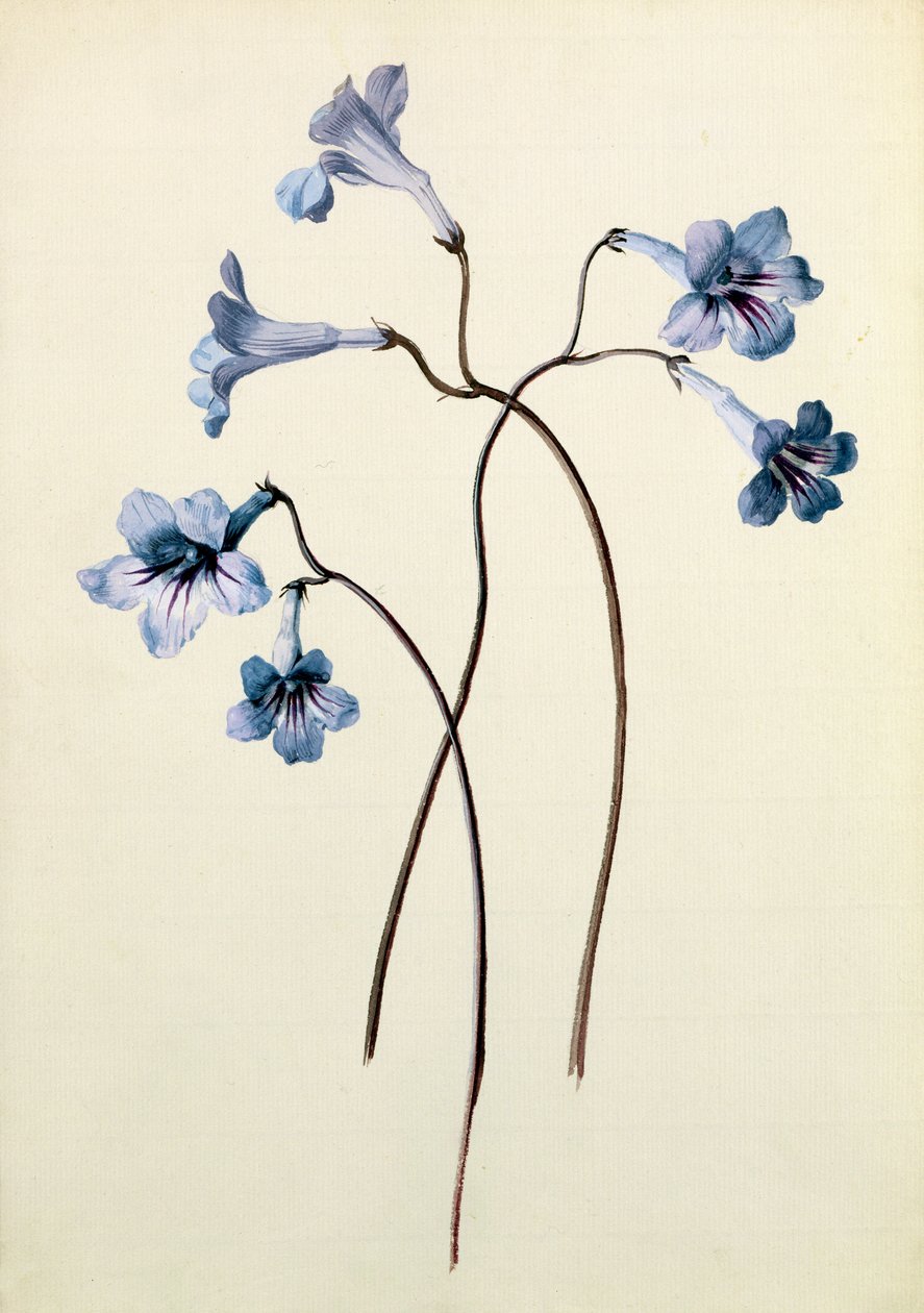 Streptocarpus，c.1790（纸上wc） 作者 德国学校