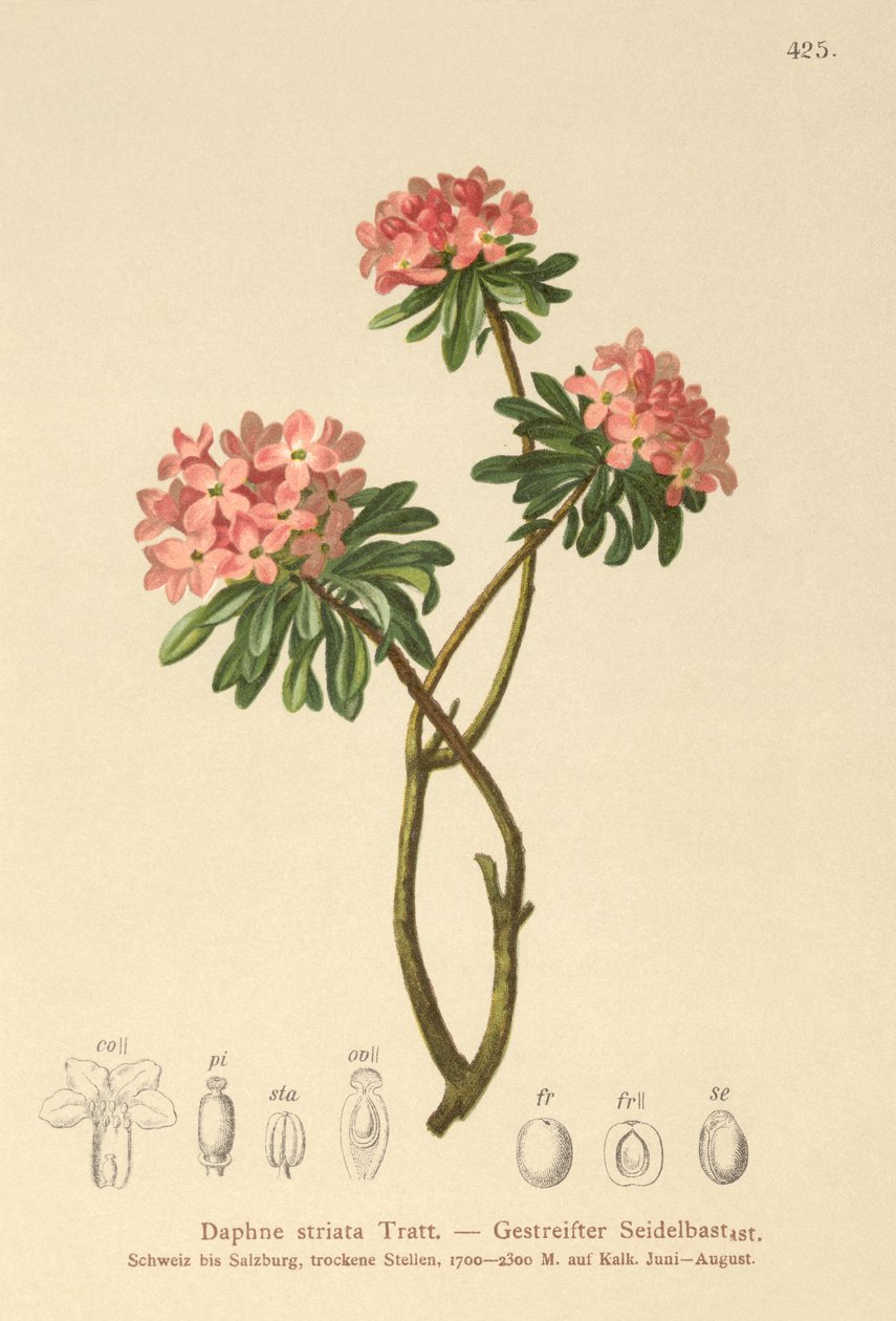 条纹达芙妮（Daphne striata） 作者 德国学校