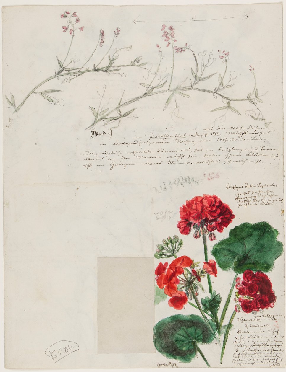 对罗马和潘科的植物和人物的研究，柏林，1868年 作者 德国学校