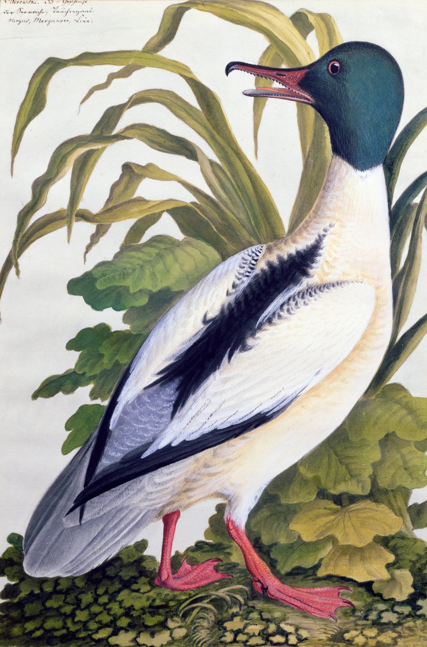 一只野鸭的研究，c.1790（纸上有水粉的wc） 作者 德国学校