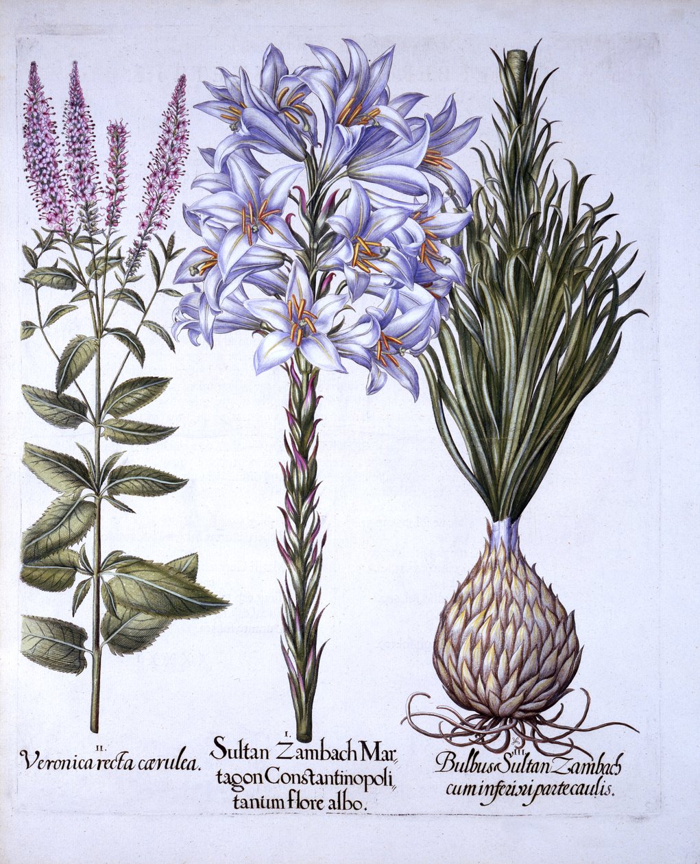 来自Hortus Eystettensis的Sultan Zambach Lily和Bulb，Veronica，由Basil Besler（1561-1629），酒吧。 1613（手工彩色雕刻） 作者 德国学校