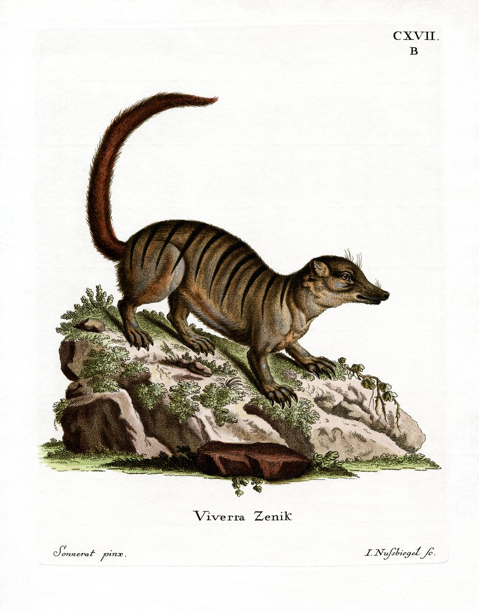 Surikate (coloured engraving) 作者 德国学校