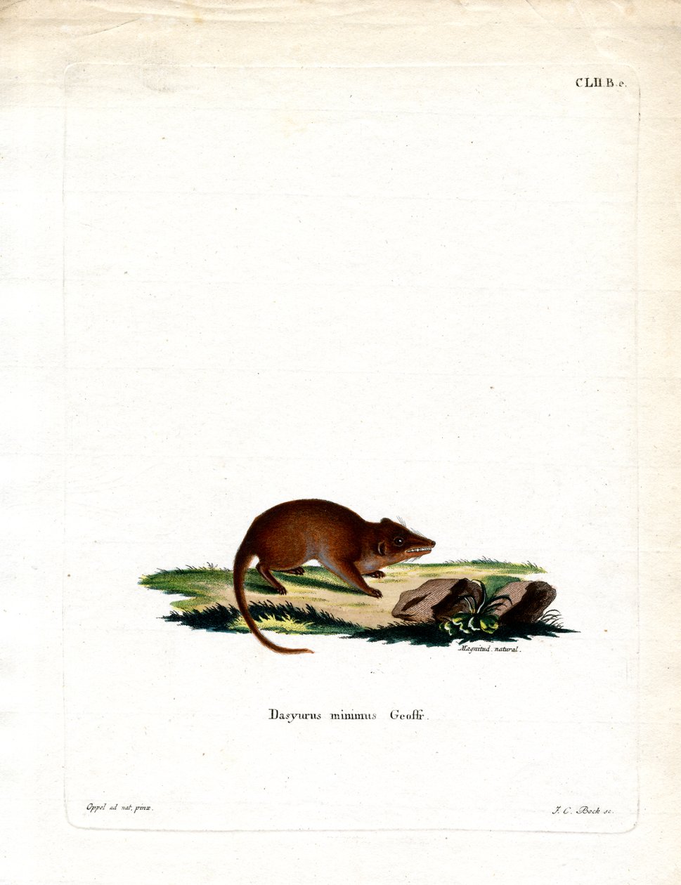 沼泽 Antechinus （彩色雕刻） 作者 德国学校