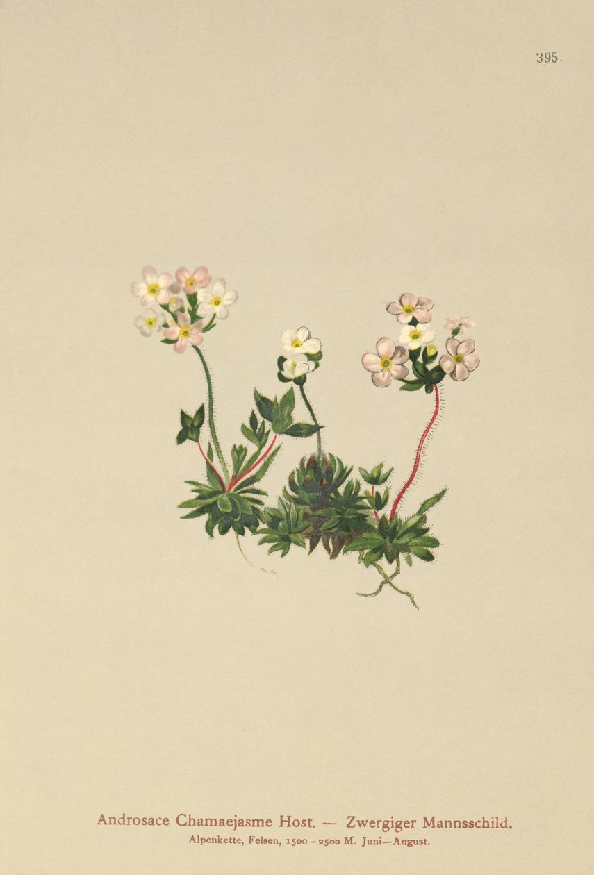 Sweetflower Rockjasmine（Androsace Chamaejasme） 作者 德国学校
