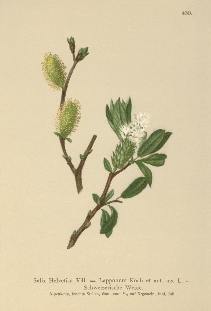 瑞士柳（Salix Helvetica，Salix Lapponum） 作者 德国学校