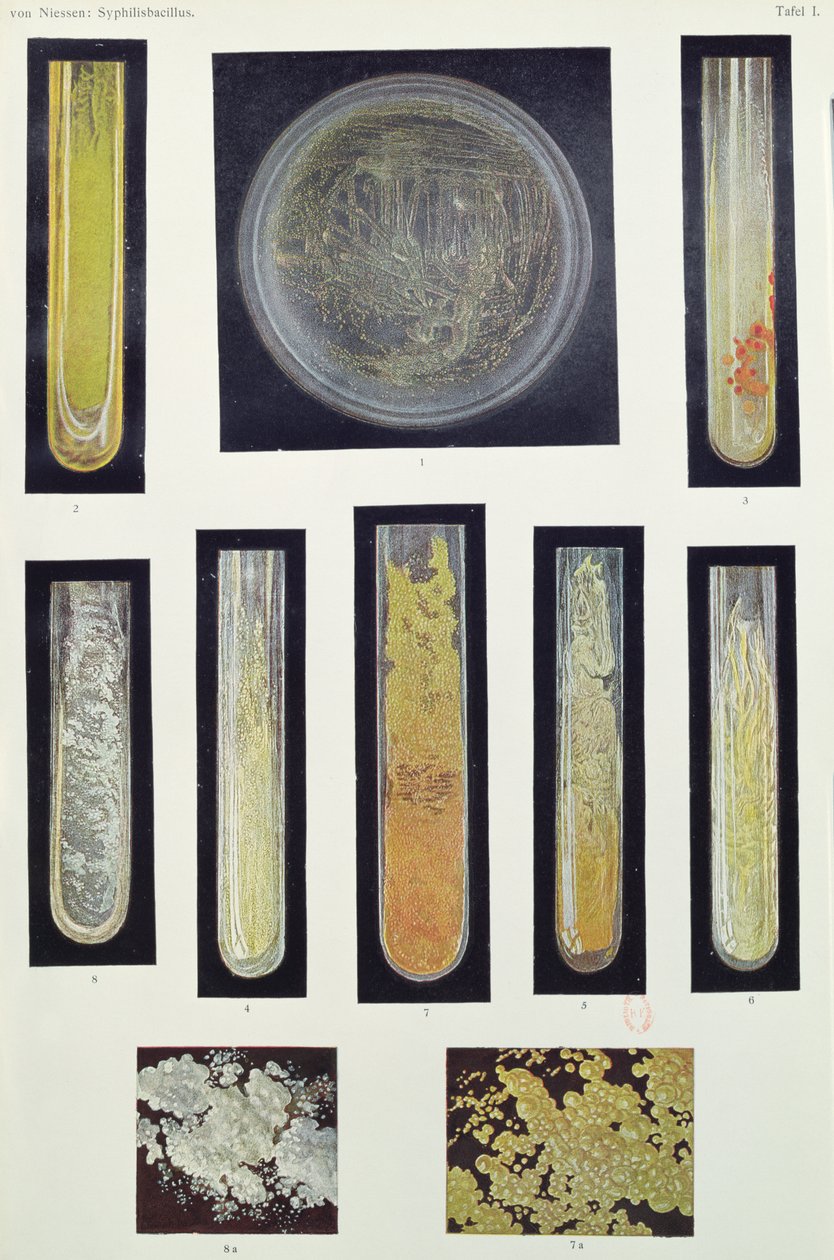 梅毒芽孢杆菌，来自Max von Niessen，Leipzig，1908年出版的一本书 作者 德国学校