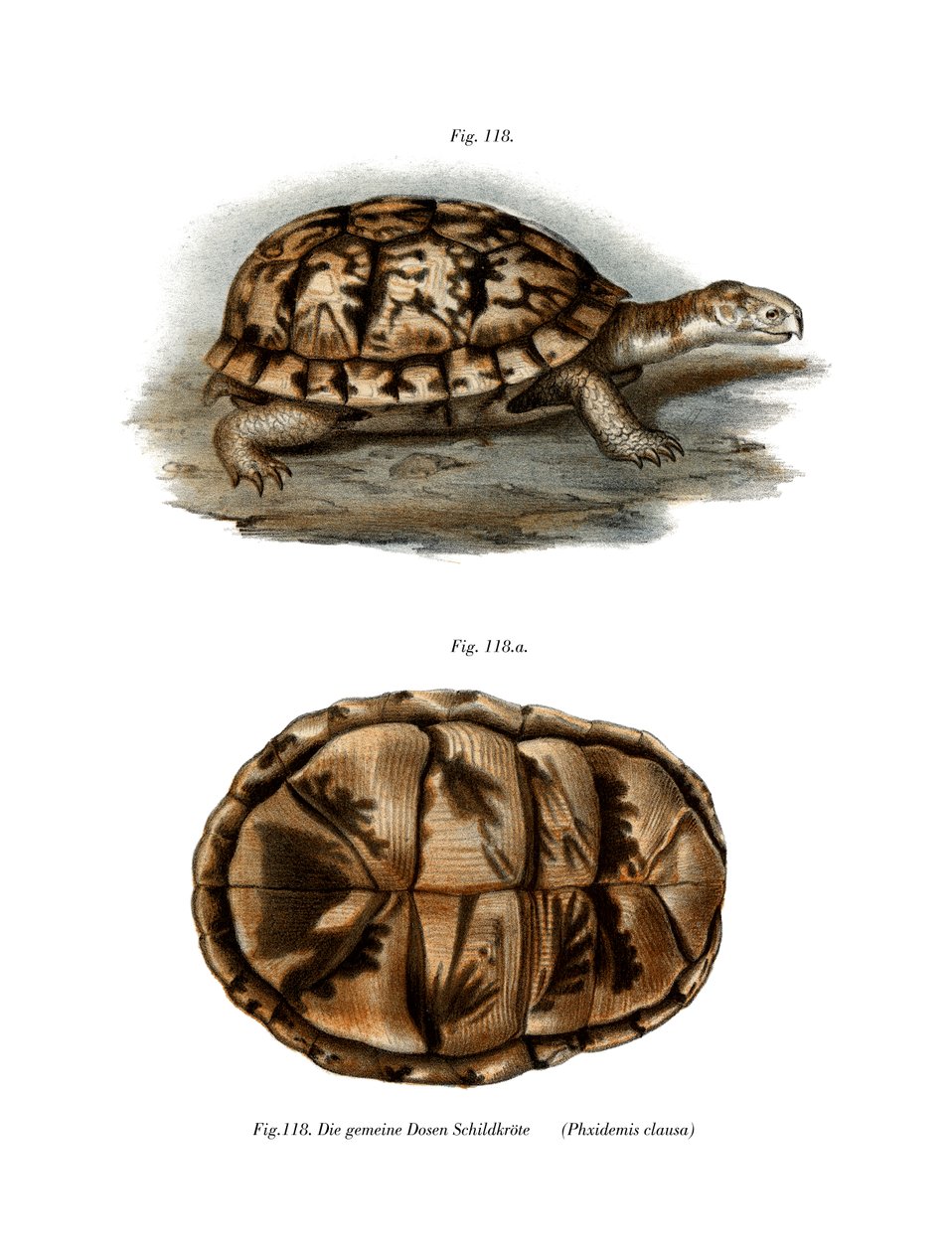 Terrapin（彩色石版画） 作者 德国学校