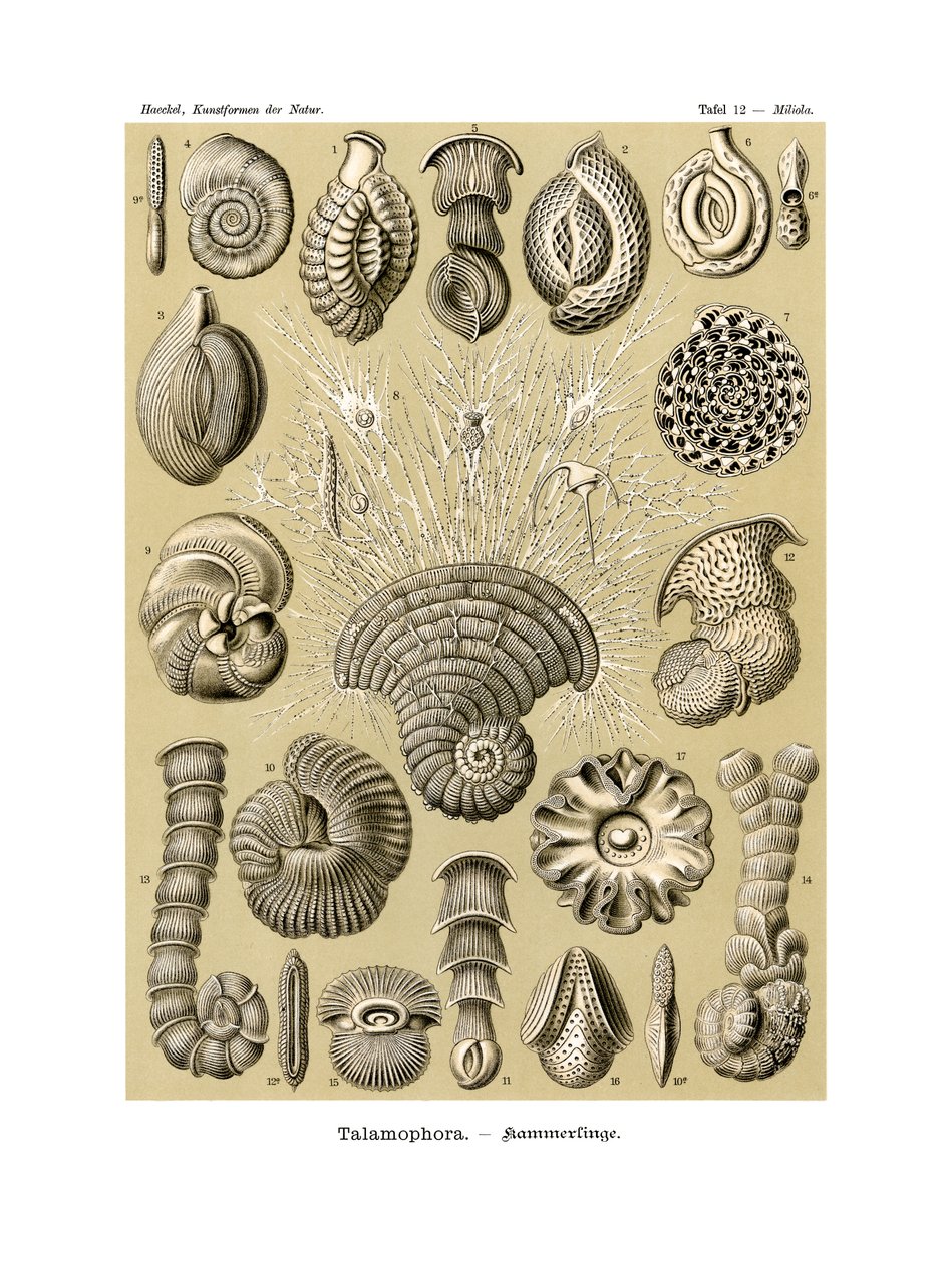 Thalamophora，1899-1904 作者 德国学校