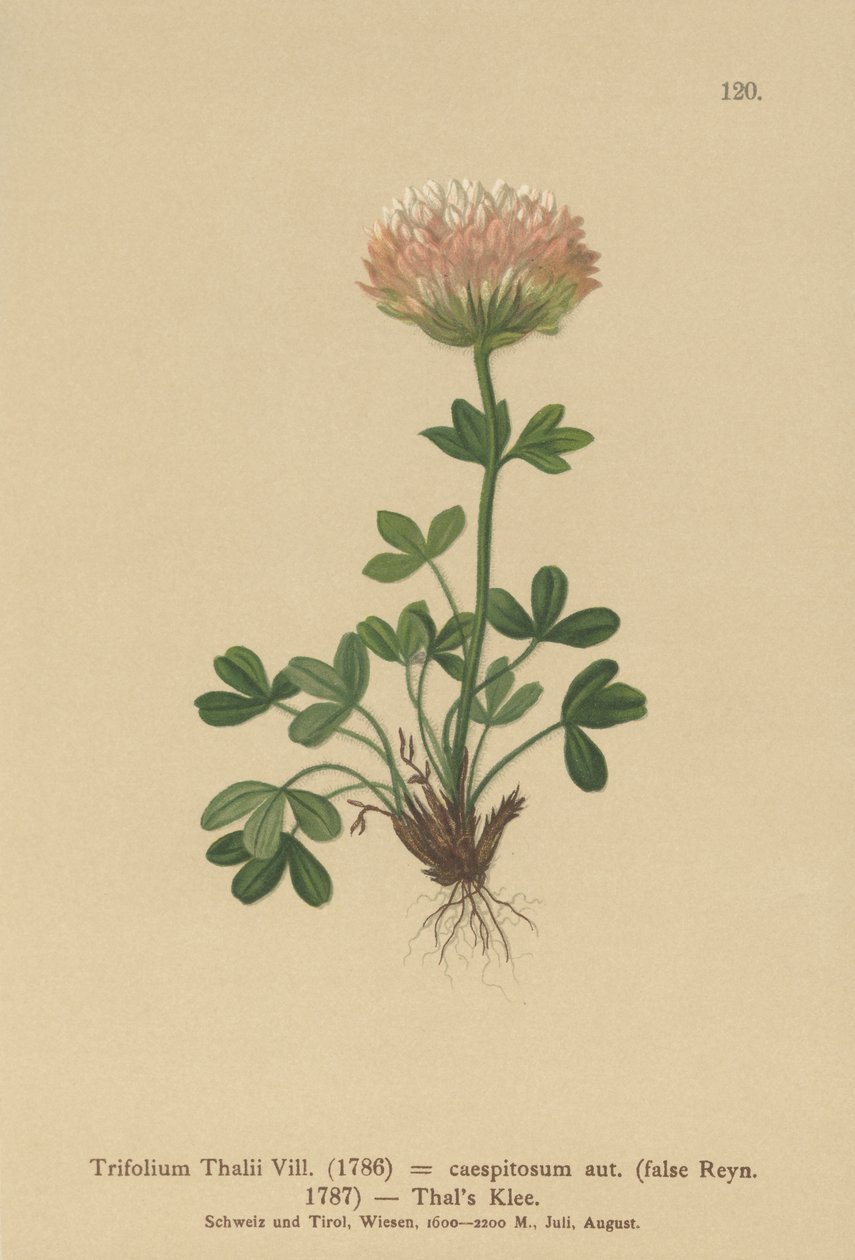 Thals Clover（Trifolium Thalii，Trifolium caespitosum） 作者 德国学校