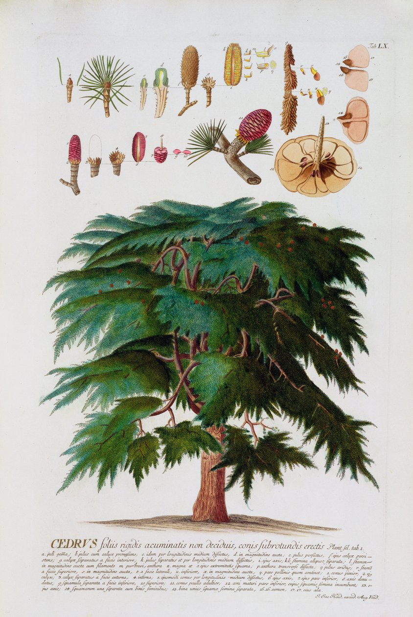 The Cedar，由Johann Jakob Haid（1704-67）雕刻，来自一本植物书，酒吧。作者：Augustus Vind 作者 德国学校