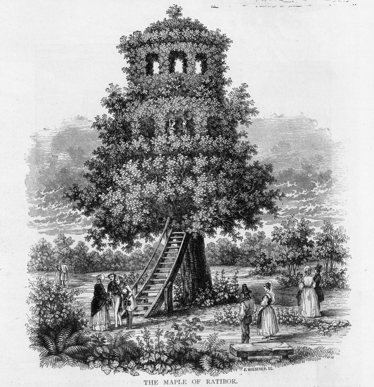 西班牙的Ratibor枫树，1893年 作者 德国学校