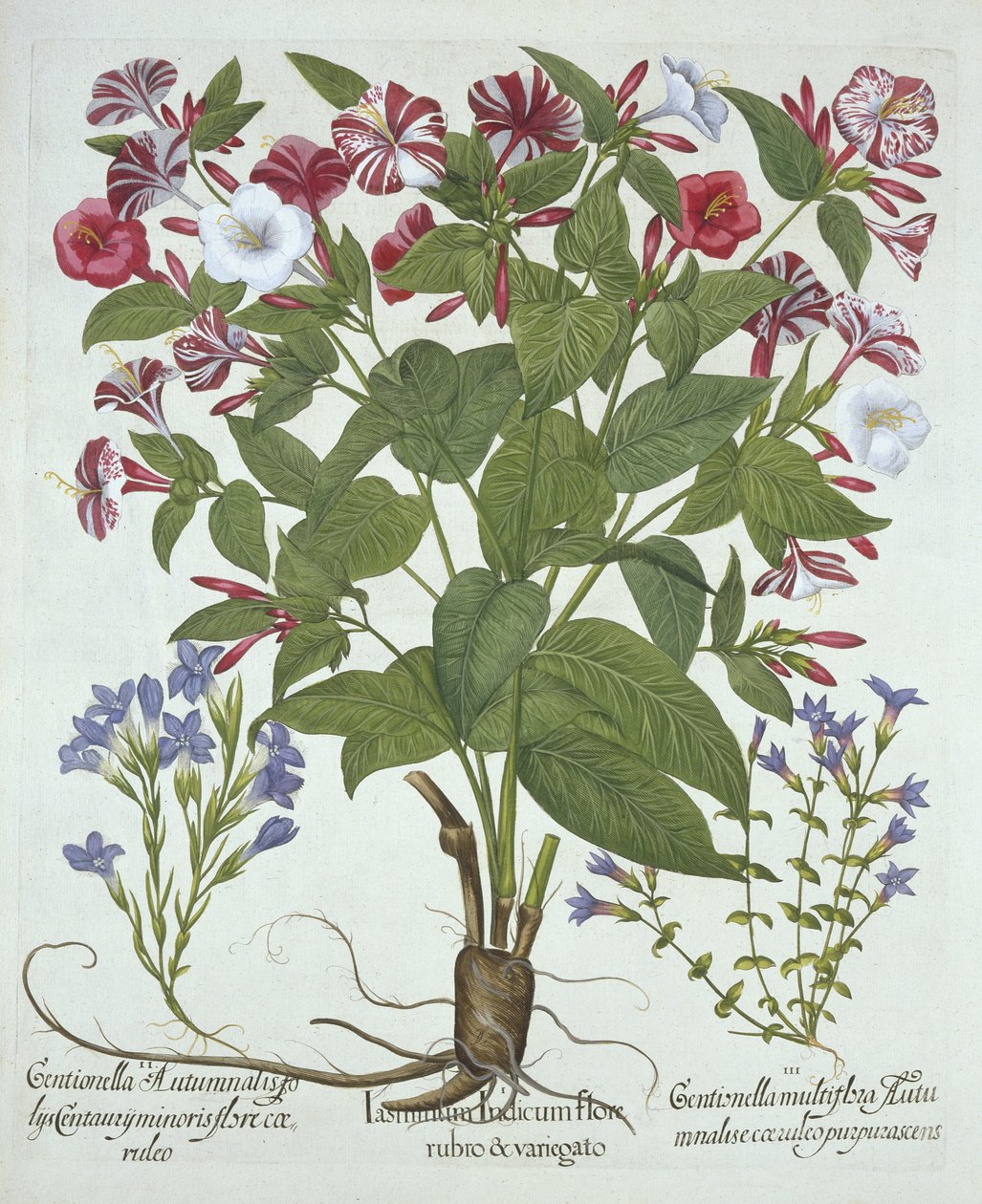 秘鲁奇迹和两种龙胆，来自Hortus Eystettensis，由Basil Besler（1561-1629），酒吧。 1613（手工雕刻） 作者 德国学校