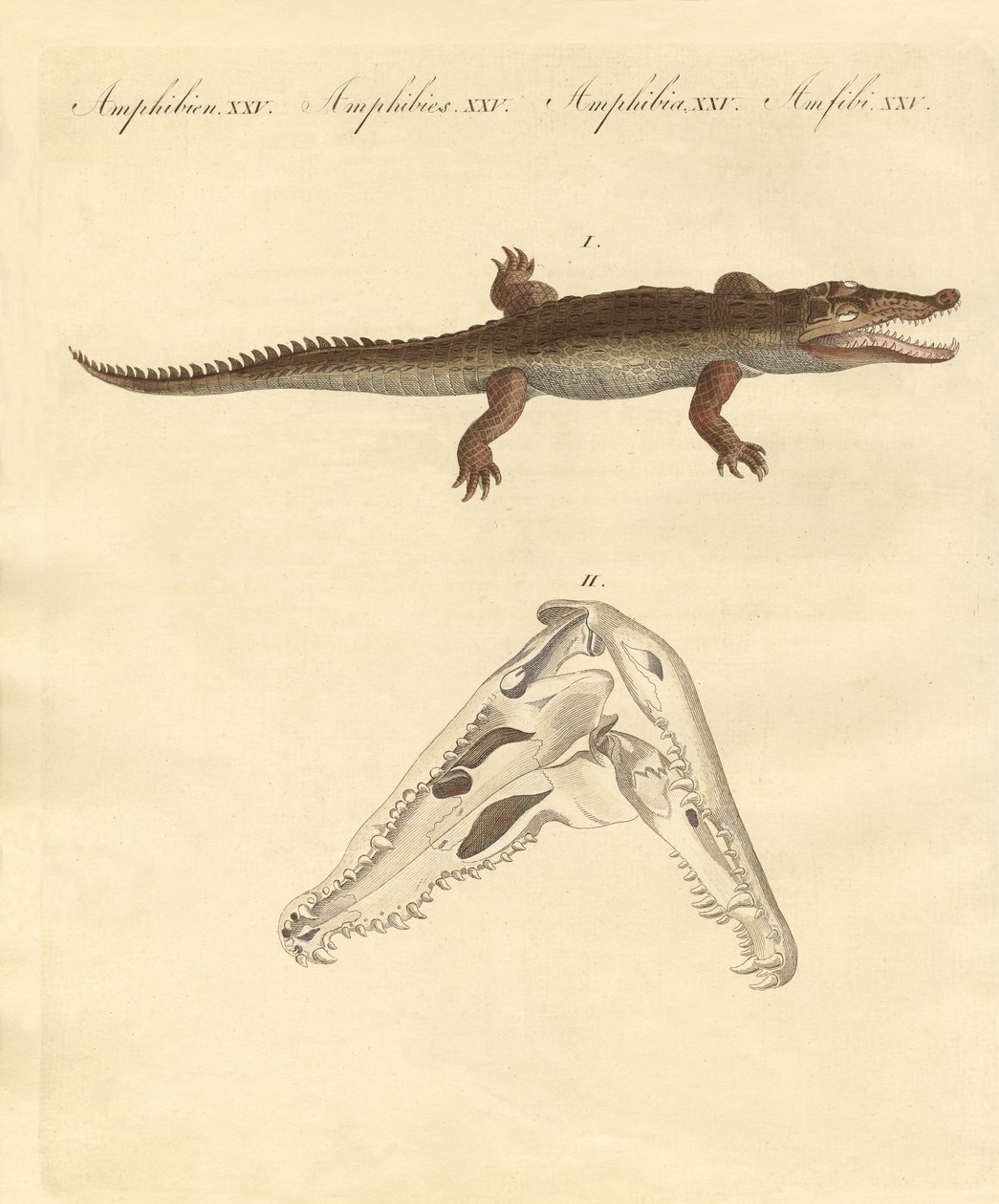 The crocodile from St. Domingo (coloured engraving) 作者 德国学校