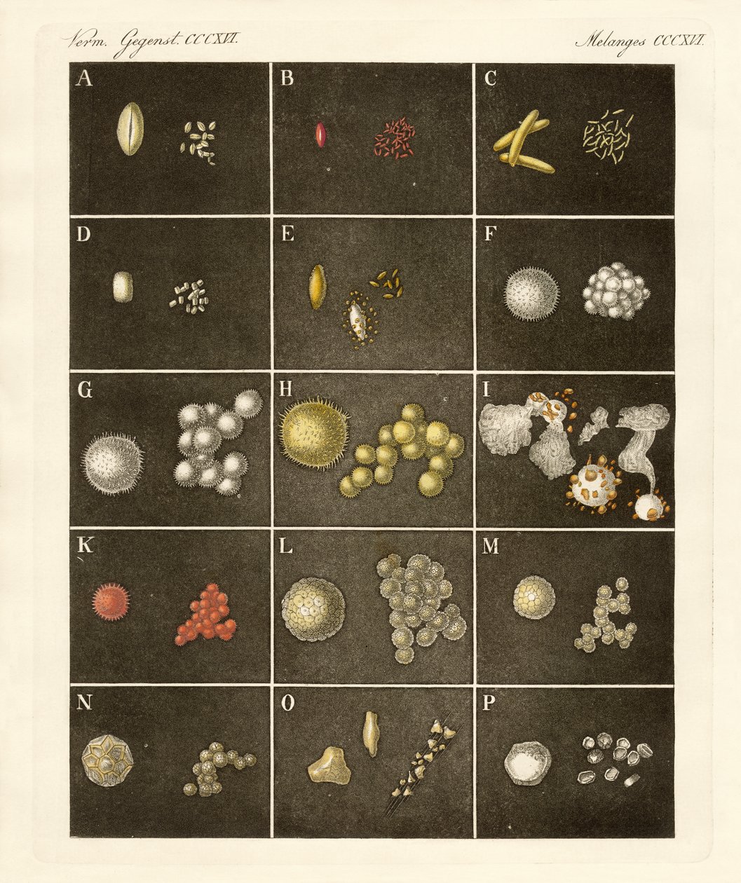 植物的花粉或花粉（彩色雕刻） 作者 德国学校
