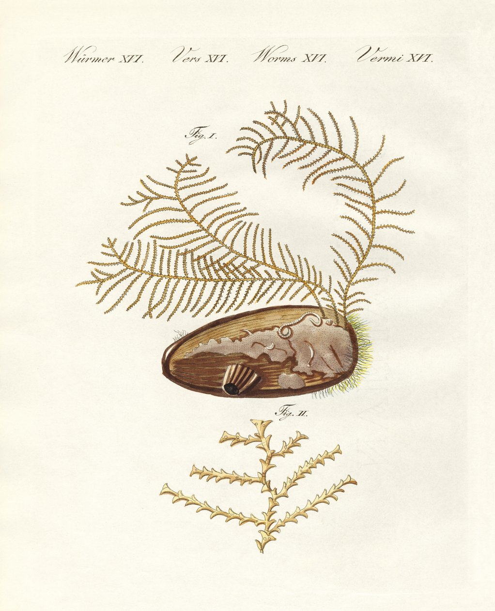 sertularian hydroid（彩色雕刻） 作者 德国学校