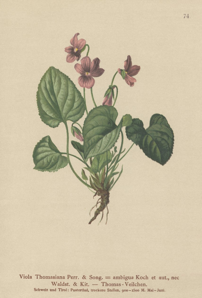 Thomas Pansy（Viola Thomasiana，暧昧中提琴） 作者 德国学校